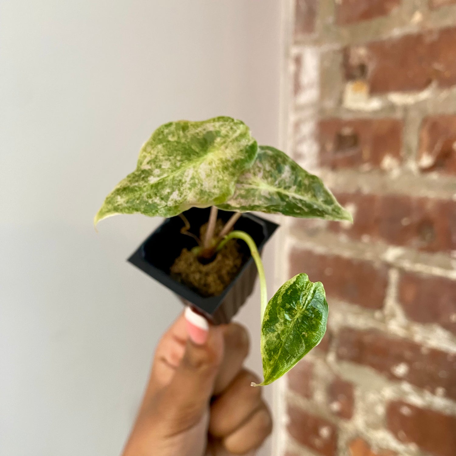 Alocasia Black Satun "Stardust" 4165
