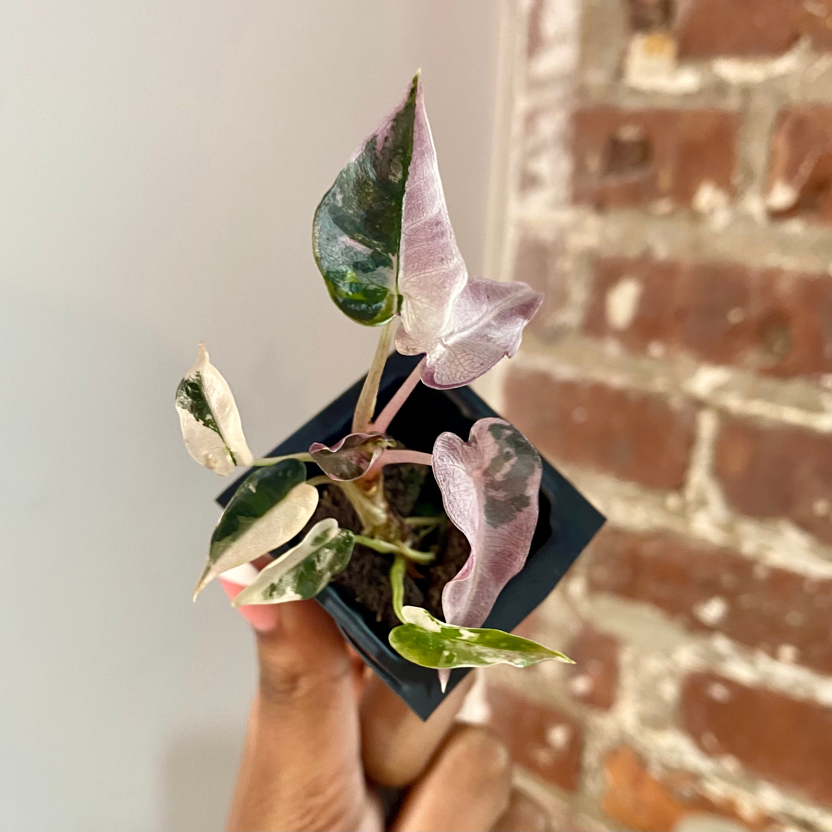 Alocasia Bambino Albo Pink 4170