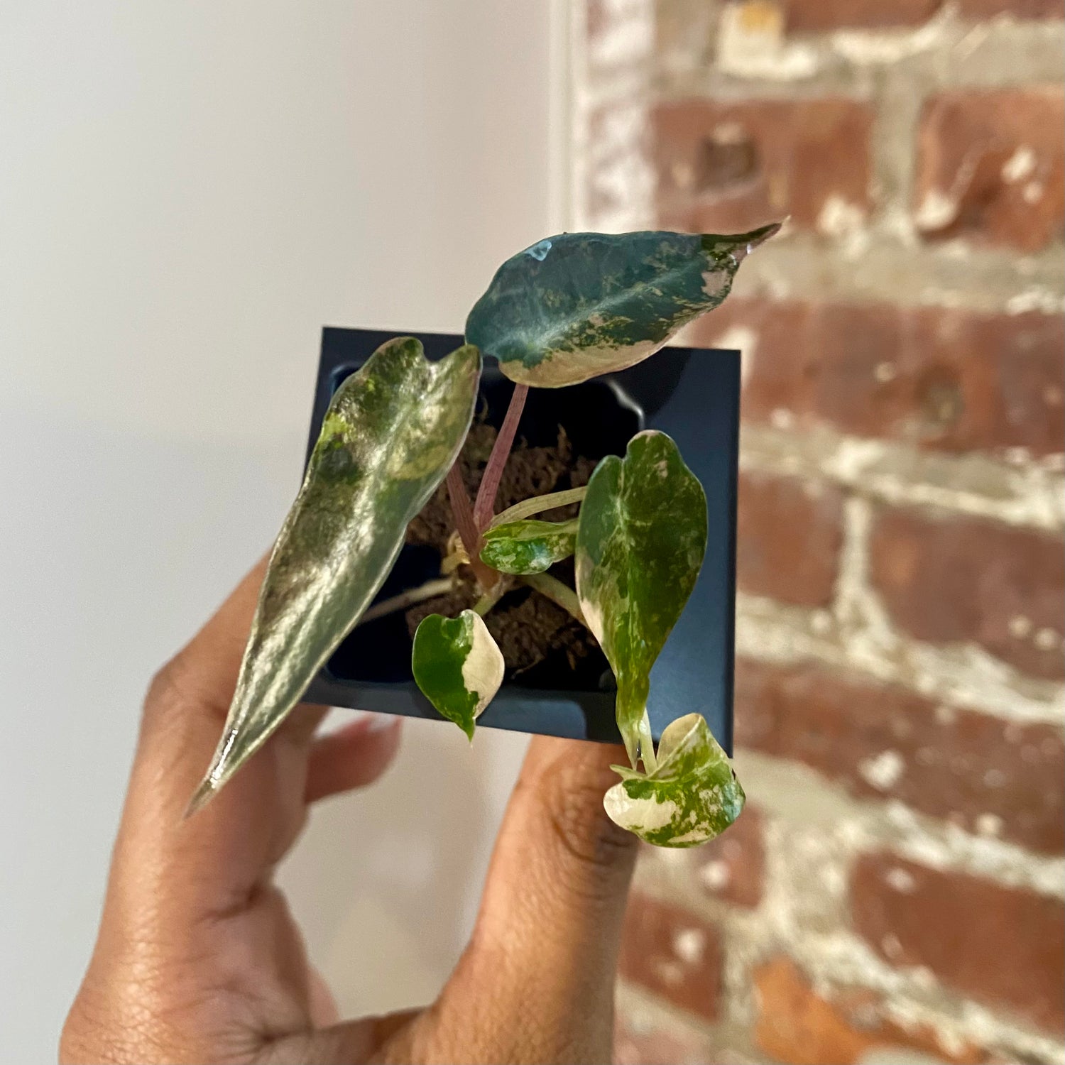 Alocasia Bambino Aurea 4172