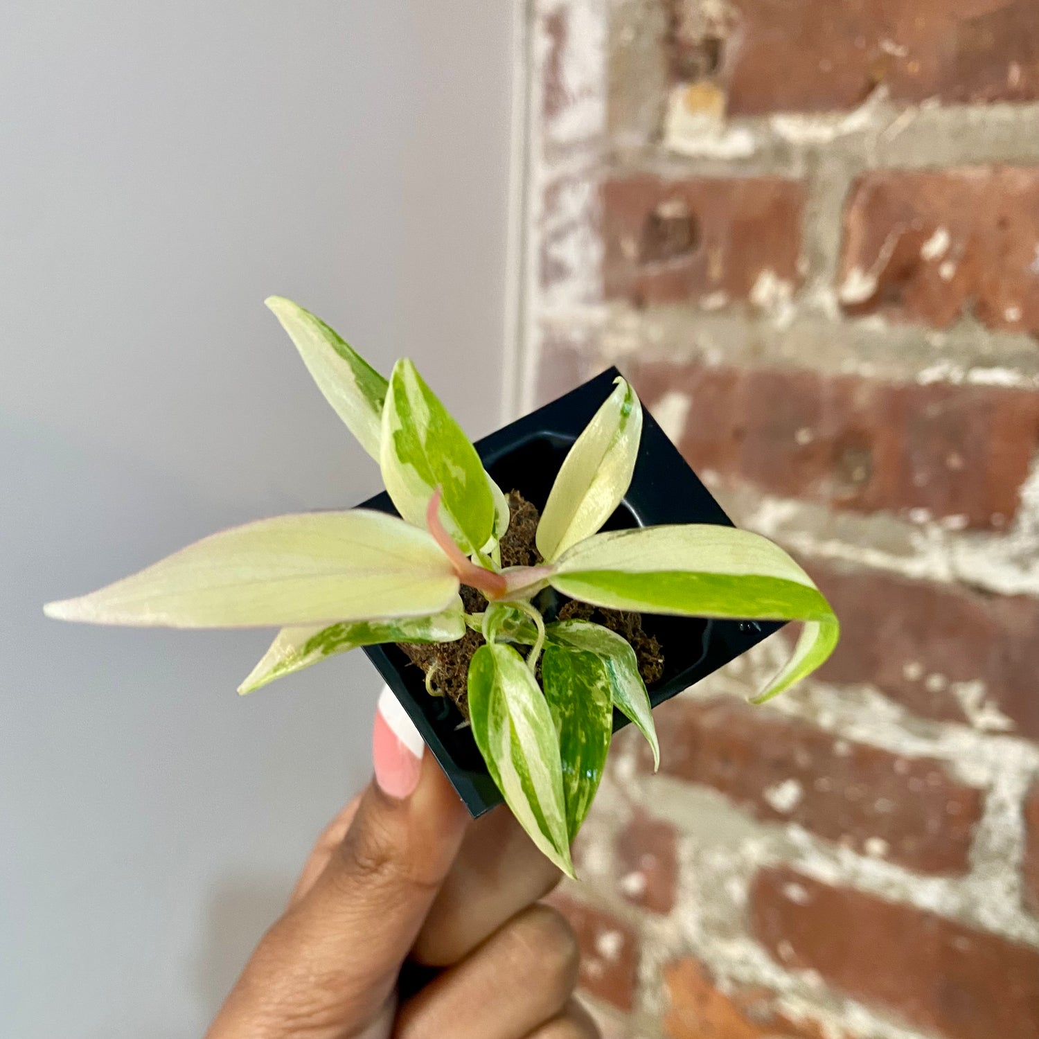 Philodendron Florida Beauty x Tortum 4176