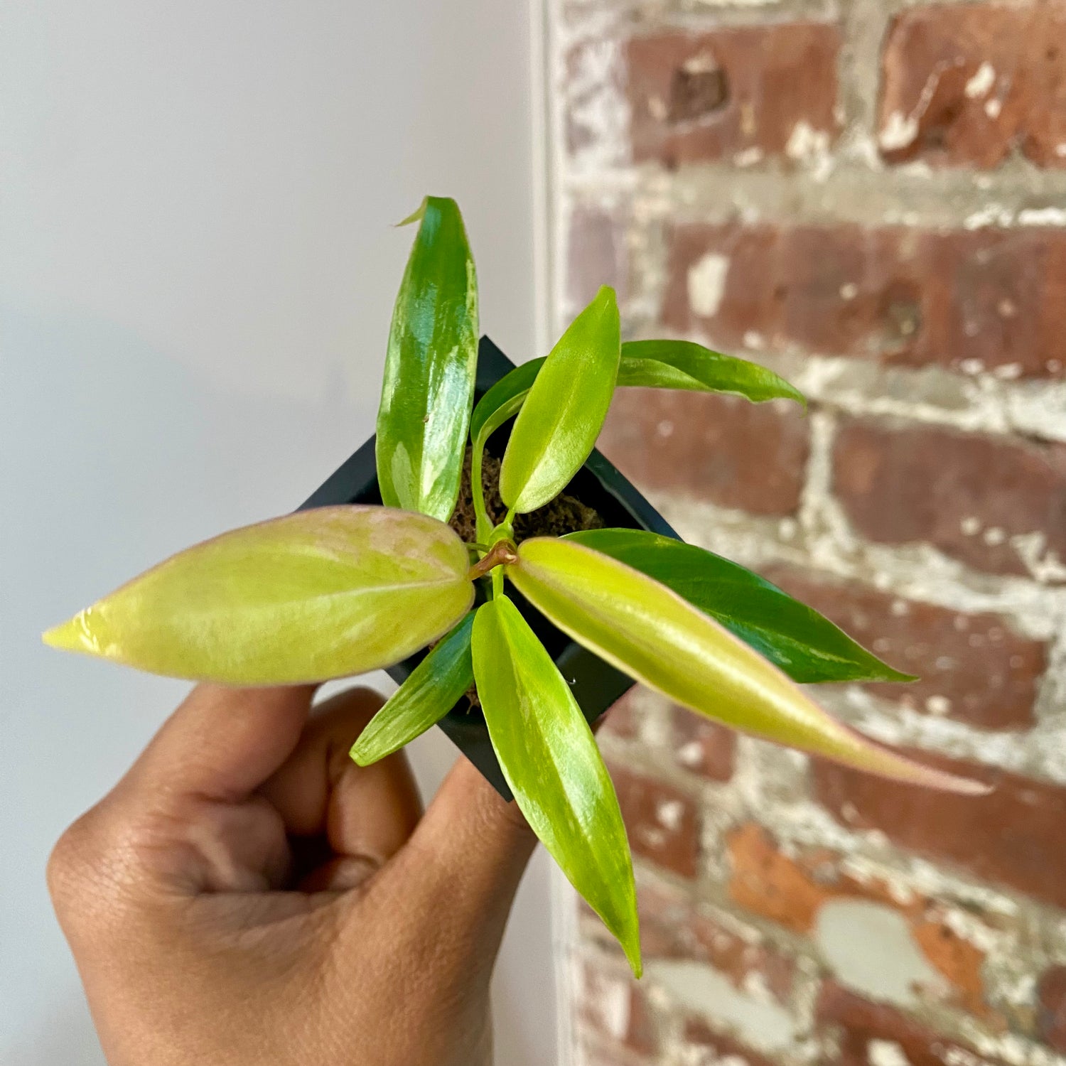 Philodendron Florida Beauty x Tortum 4178