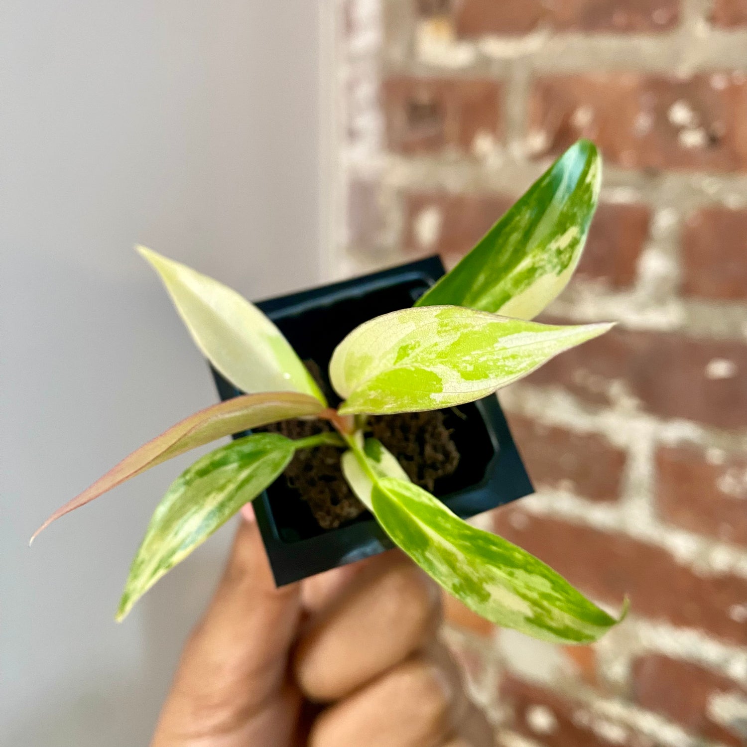 Philodendron Florida Beauty x Tortum 4175