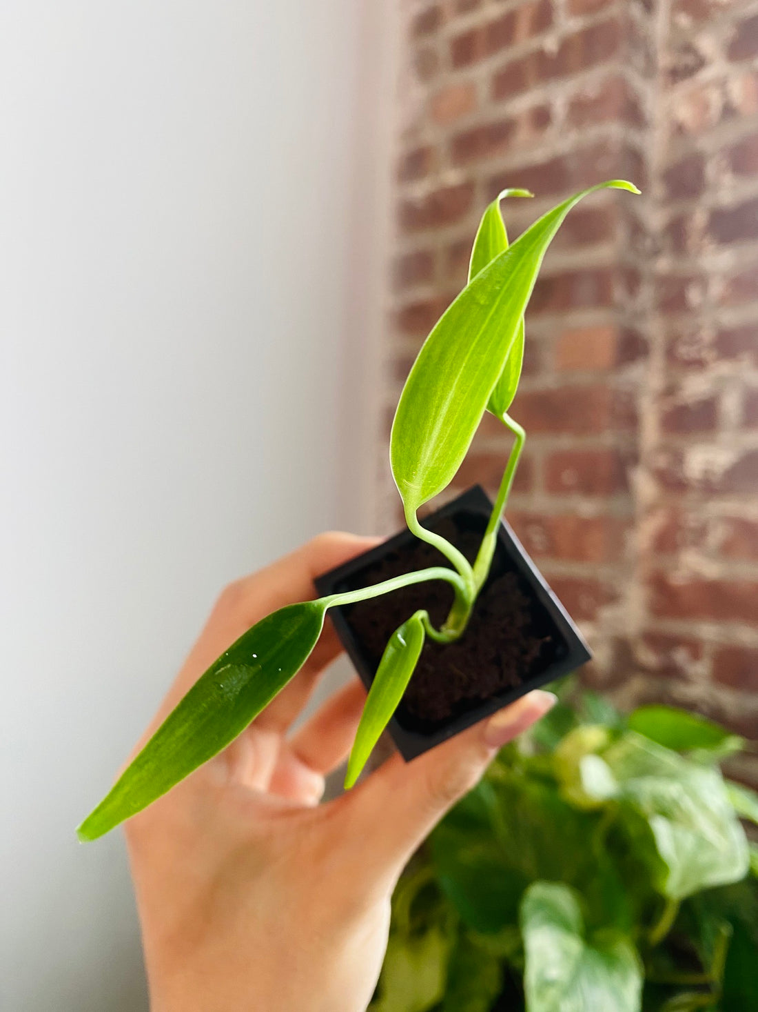 Monstera Burle Marx Flame Grower&