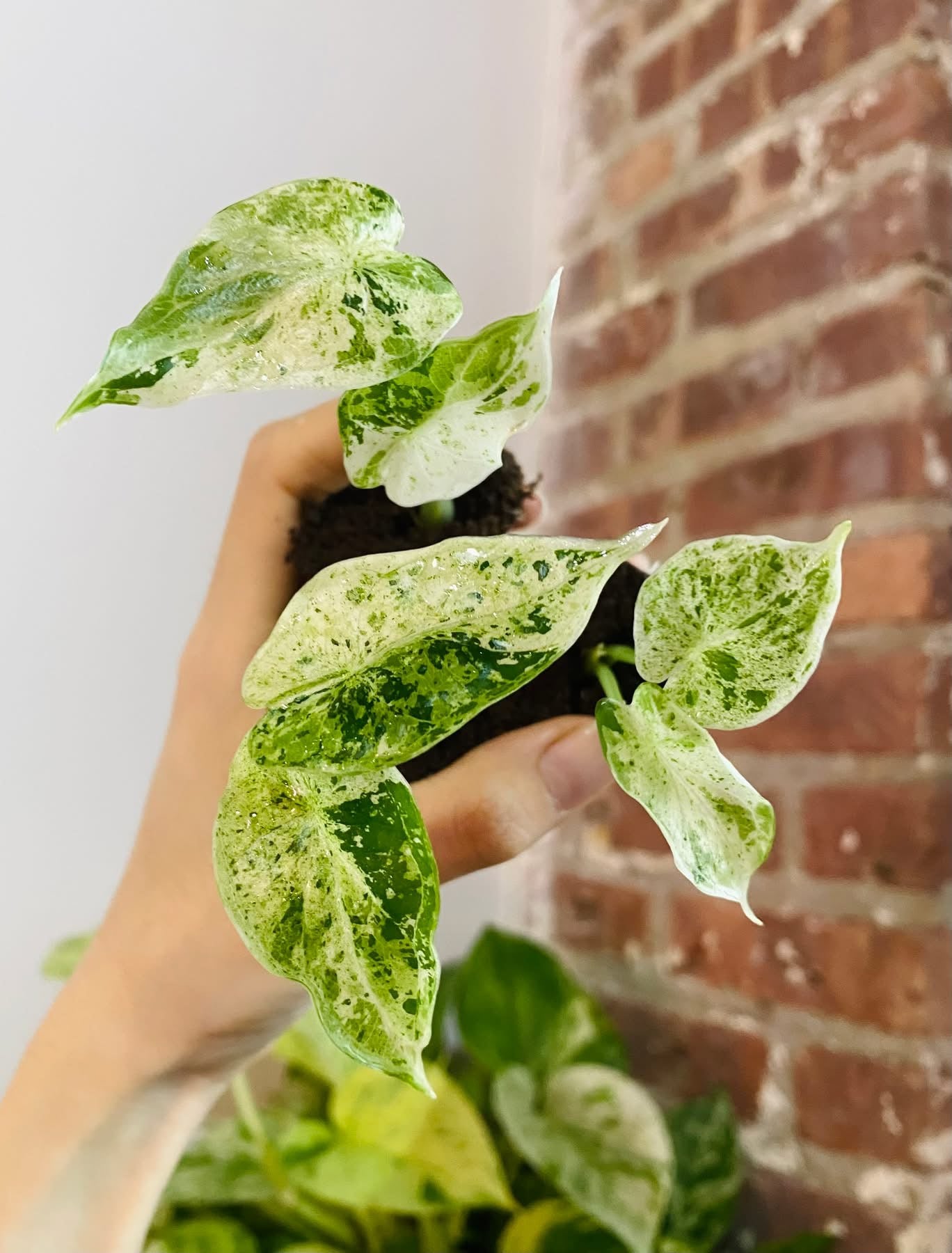 Alocasia Dragonscale Mint Variegated