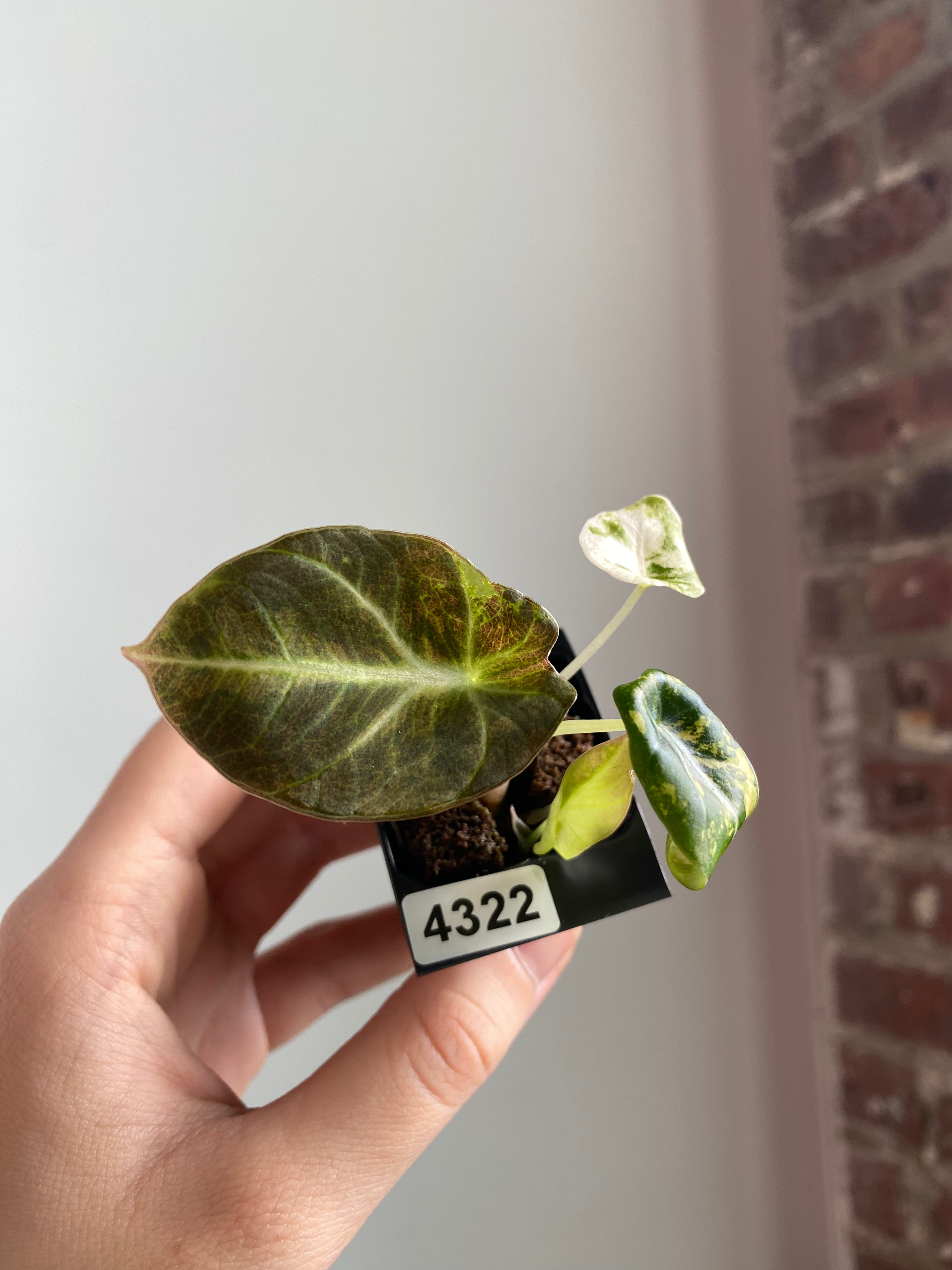 Alocasia Black Velvet Aurea / Gold 4322