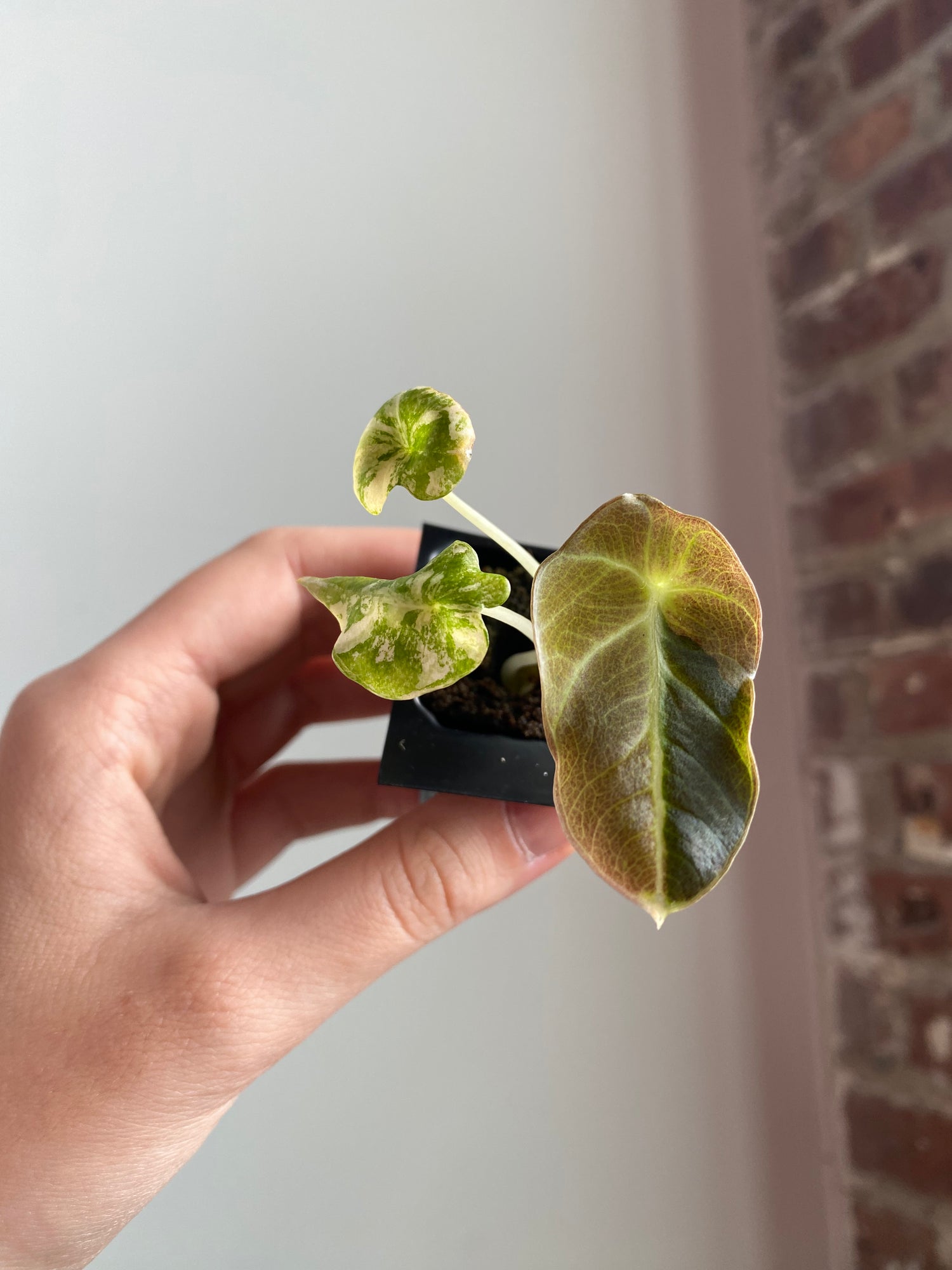Alocasia Black Velvet Aurea / Gold 4319