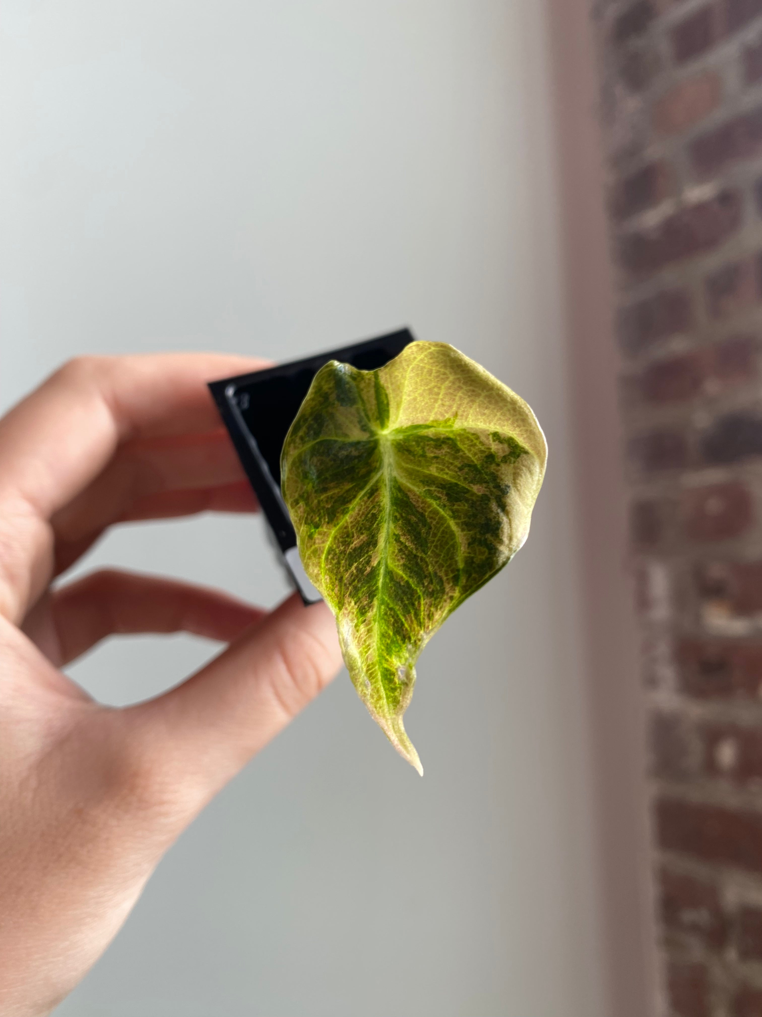 Alocasia Black Velvet Aurea / Gold 4320