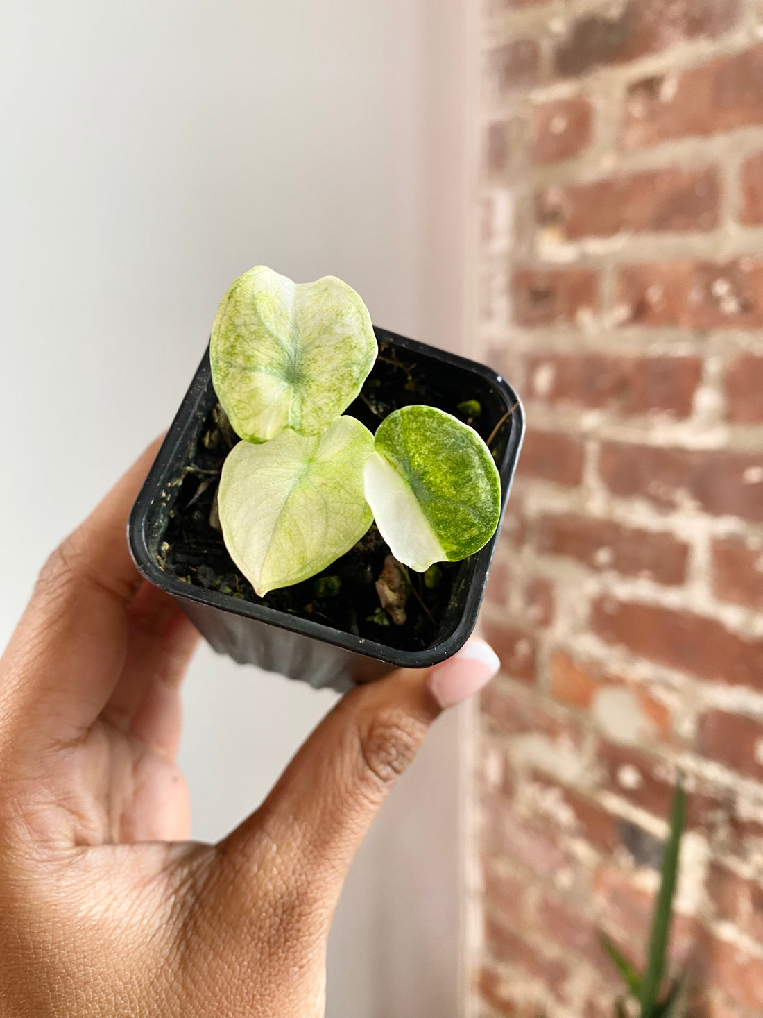 Alocasia Ninja Tricolor Potted 4741