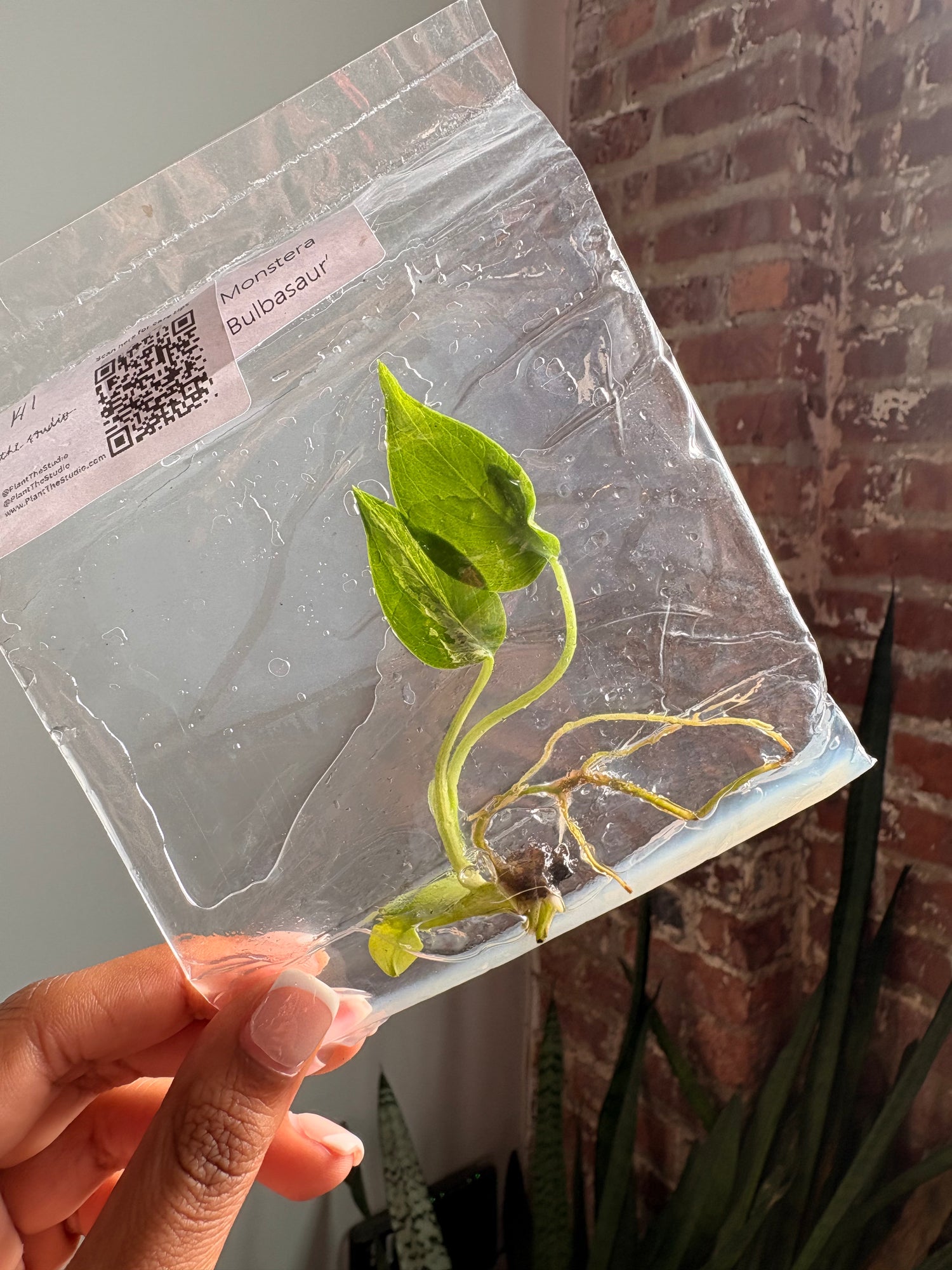 Monstera Bulbasaur TCS 141