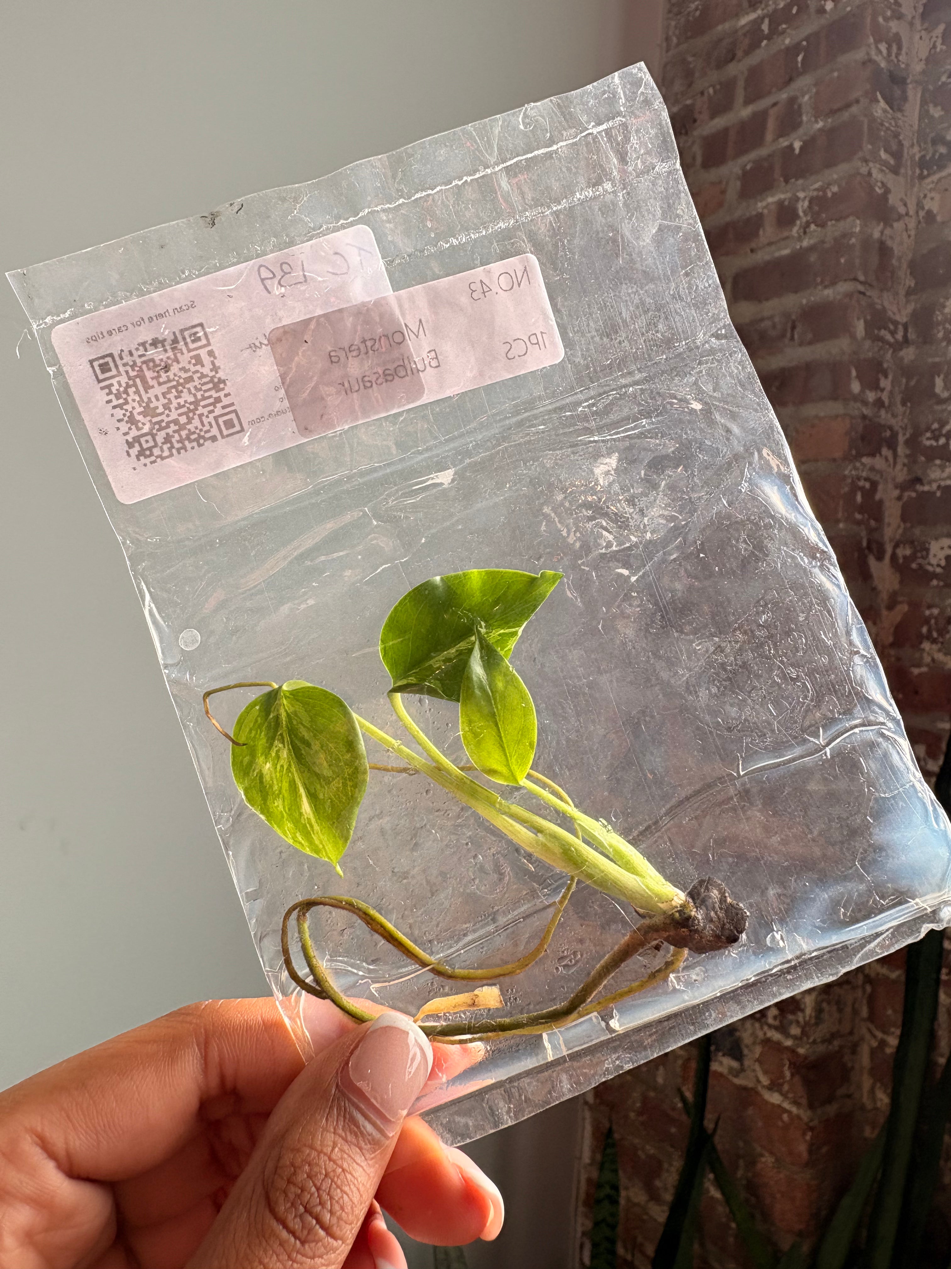 Monstera Bulbasaur TCS 139