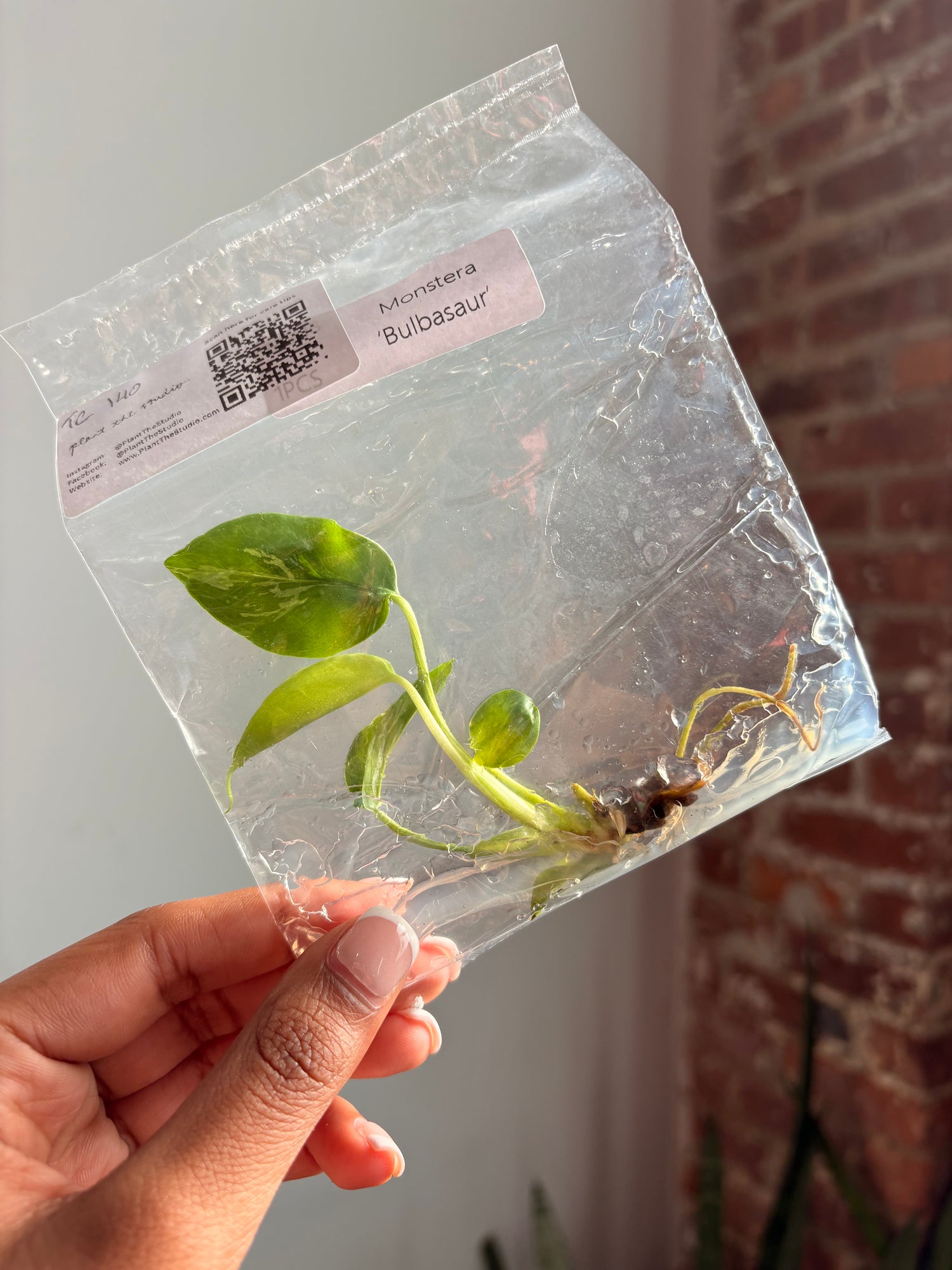 Monstera Bulbasaur TCS 140