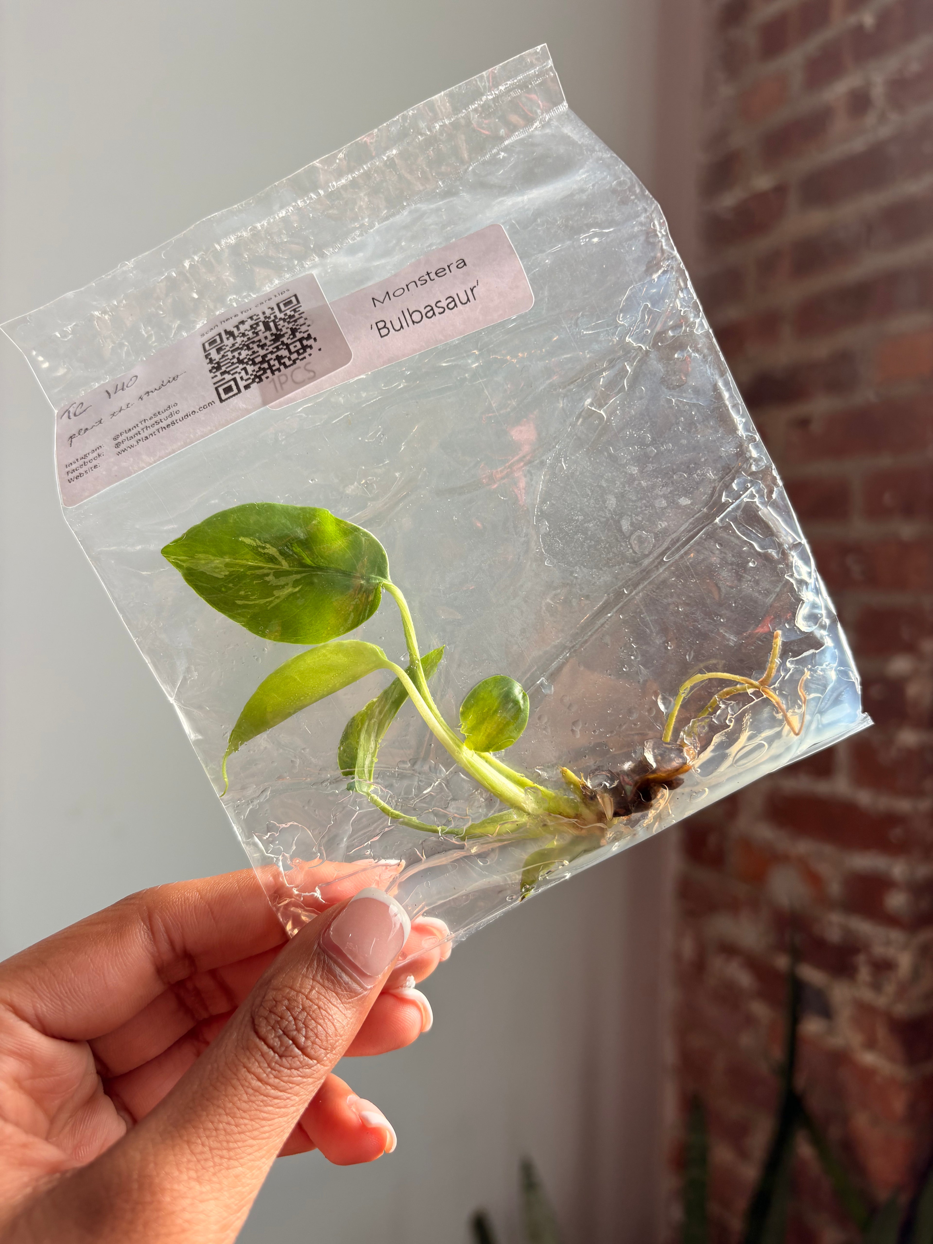 Monstera Bulbasaur TCS 140