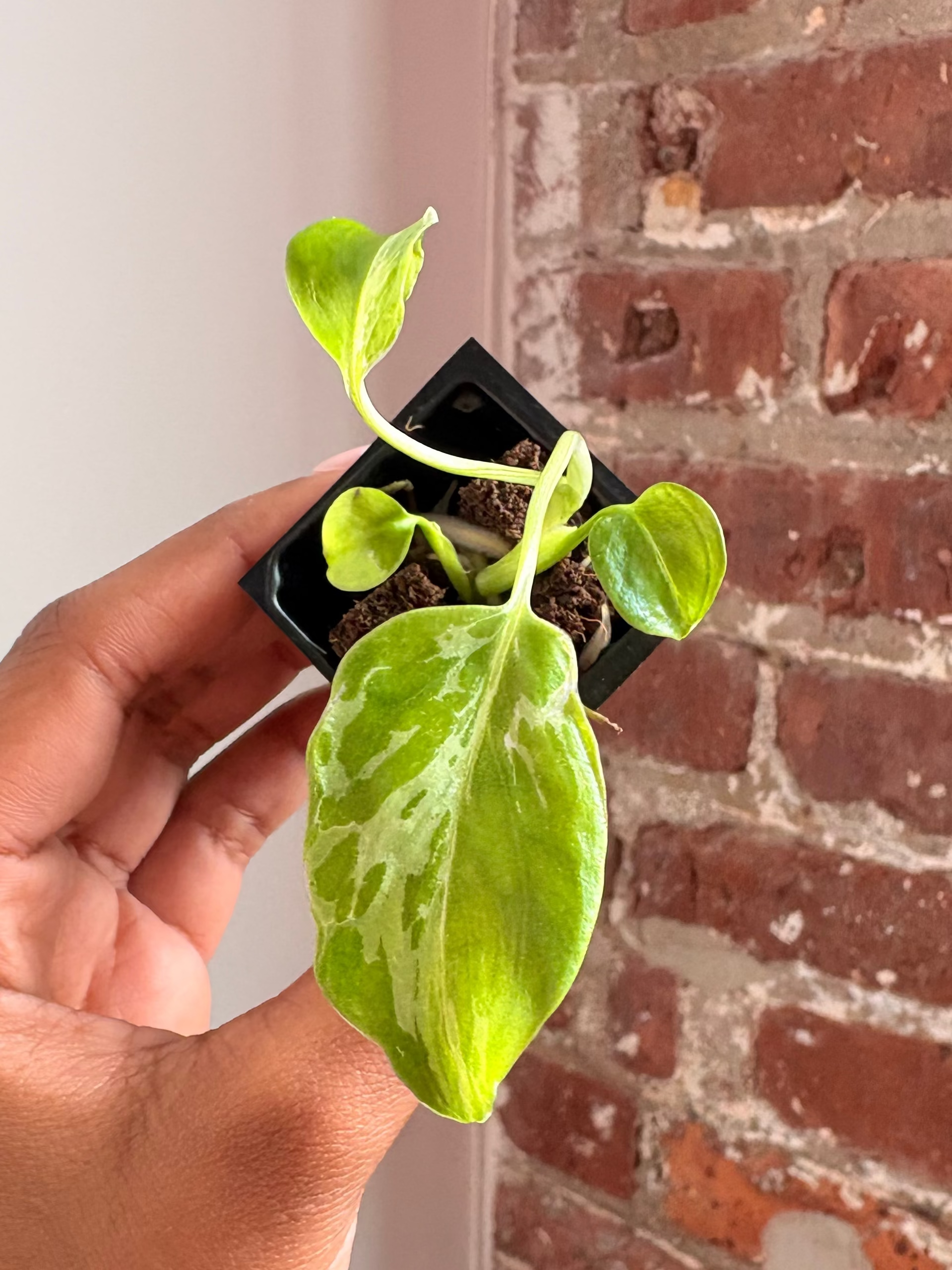 Monstera Bulbasaur 4279
