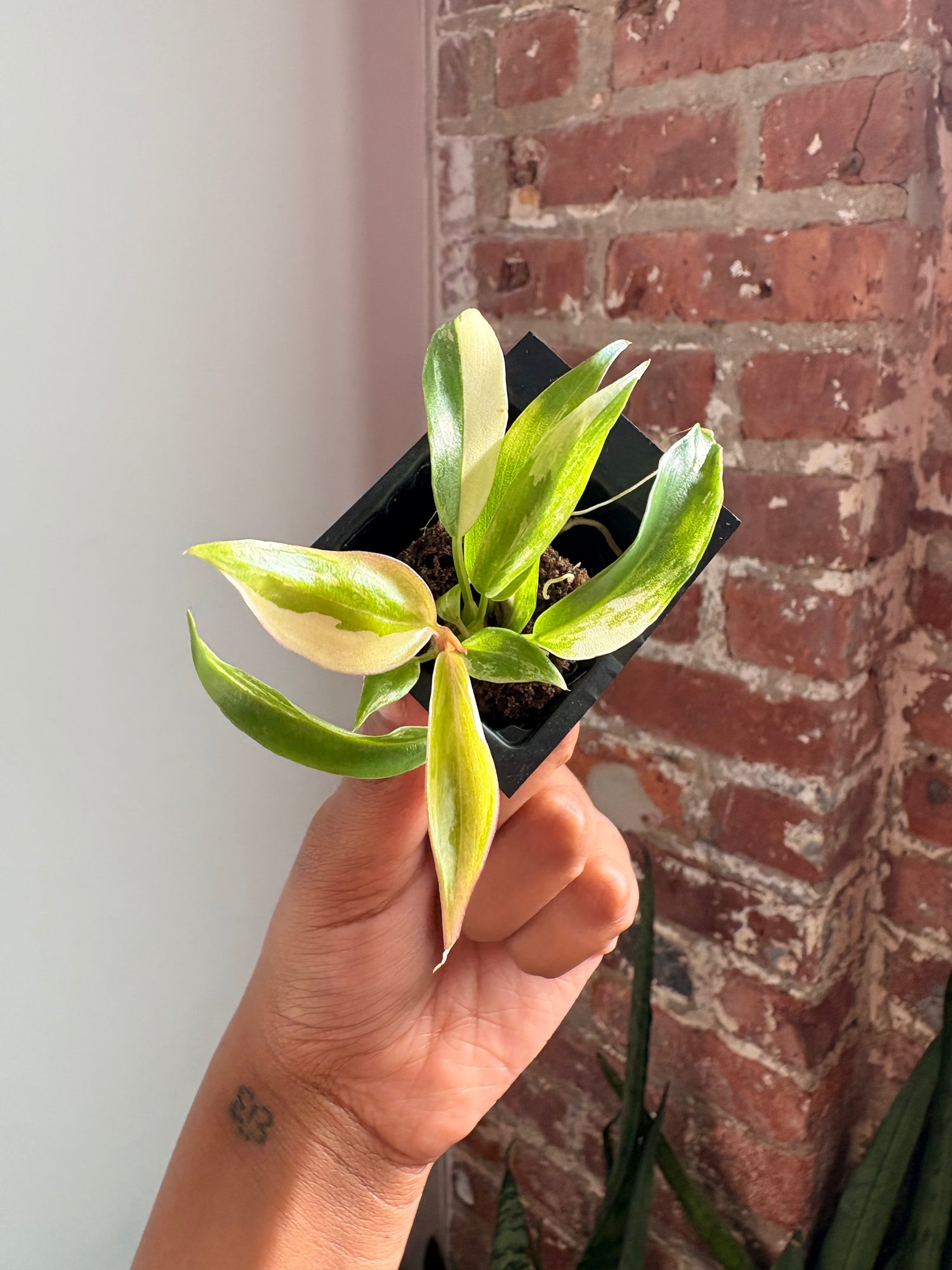 Philodendron Florida Beauty x Tortum 4965
