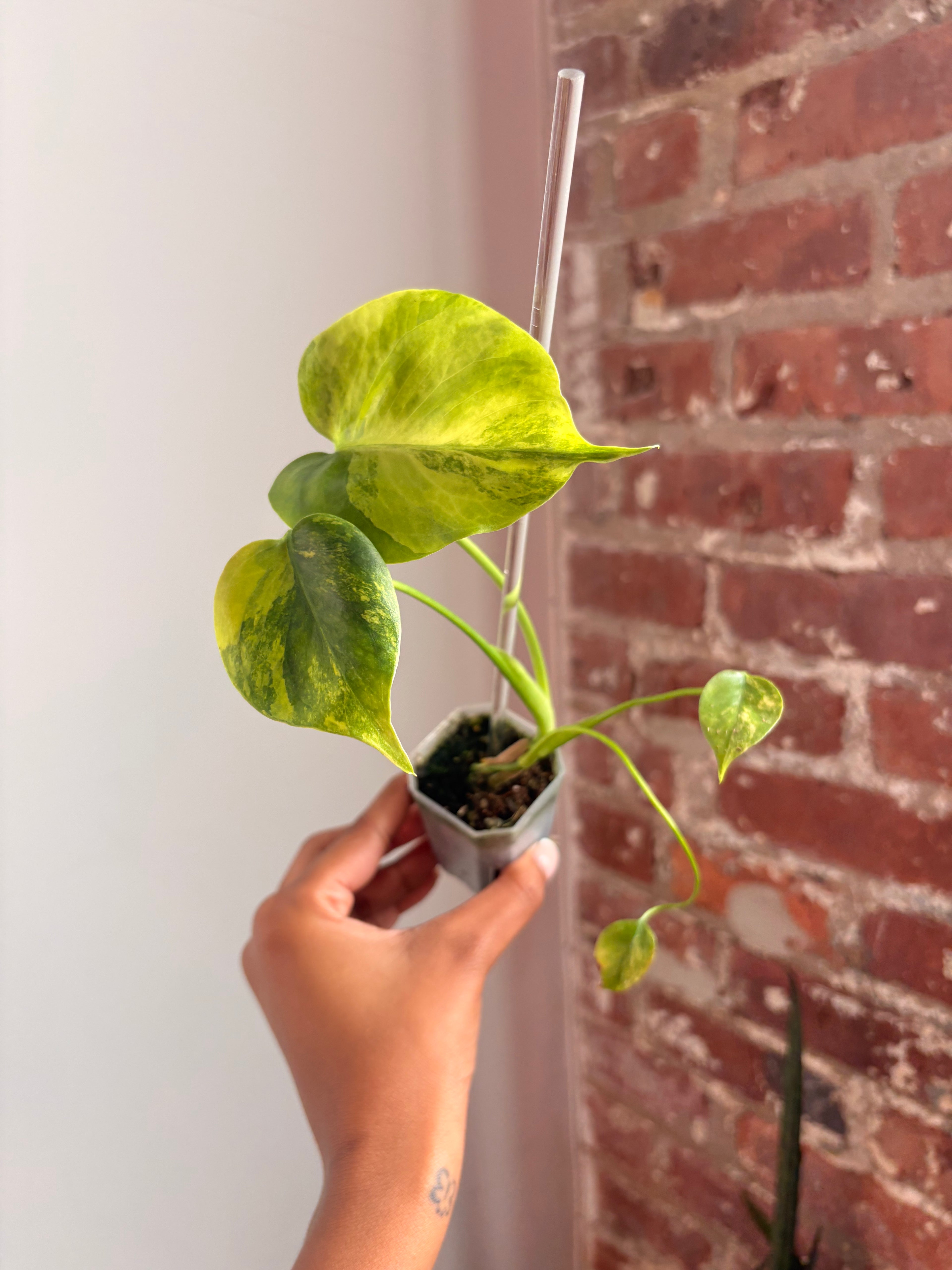 Monstera Aurea (Potted) 4970