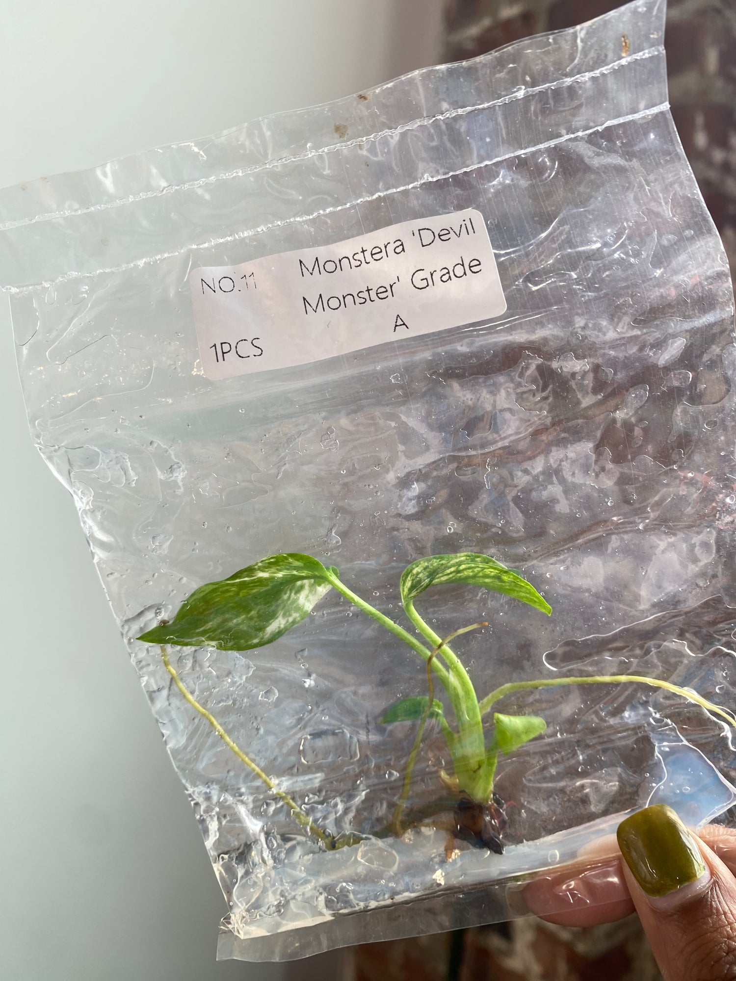 Monstera Devil Monster Grade A (Grower’s Choice TCS)