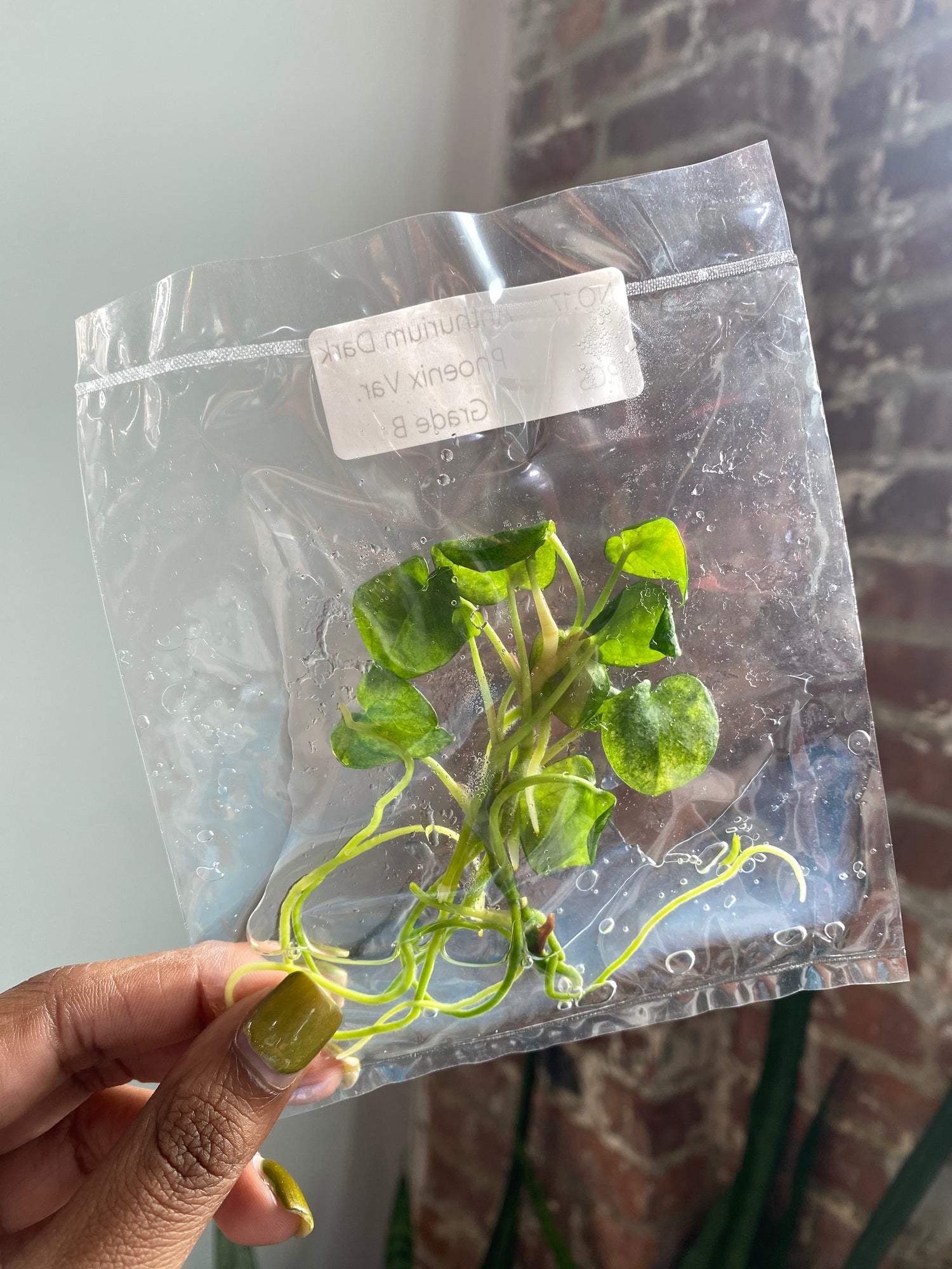 Anthurium Dark Phoenix Var. (Grower’s Choice TCS)