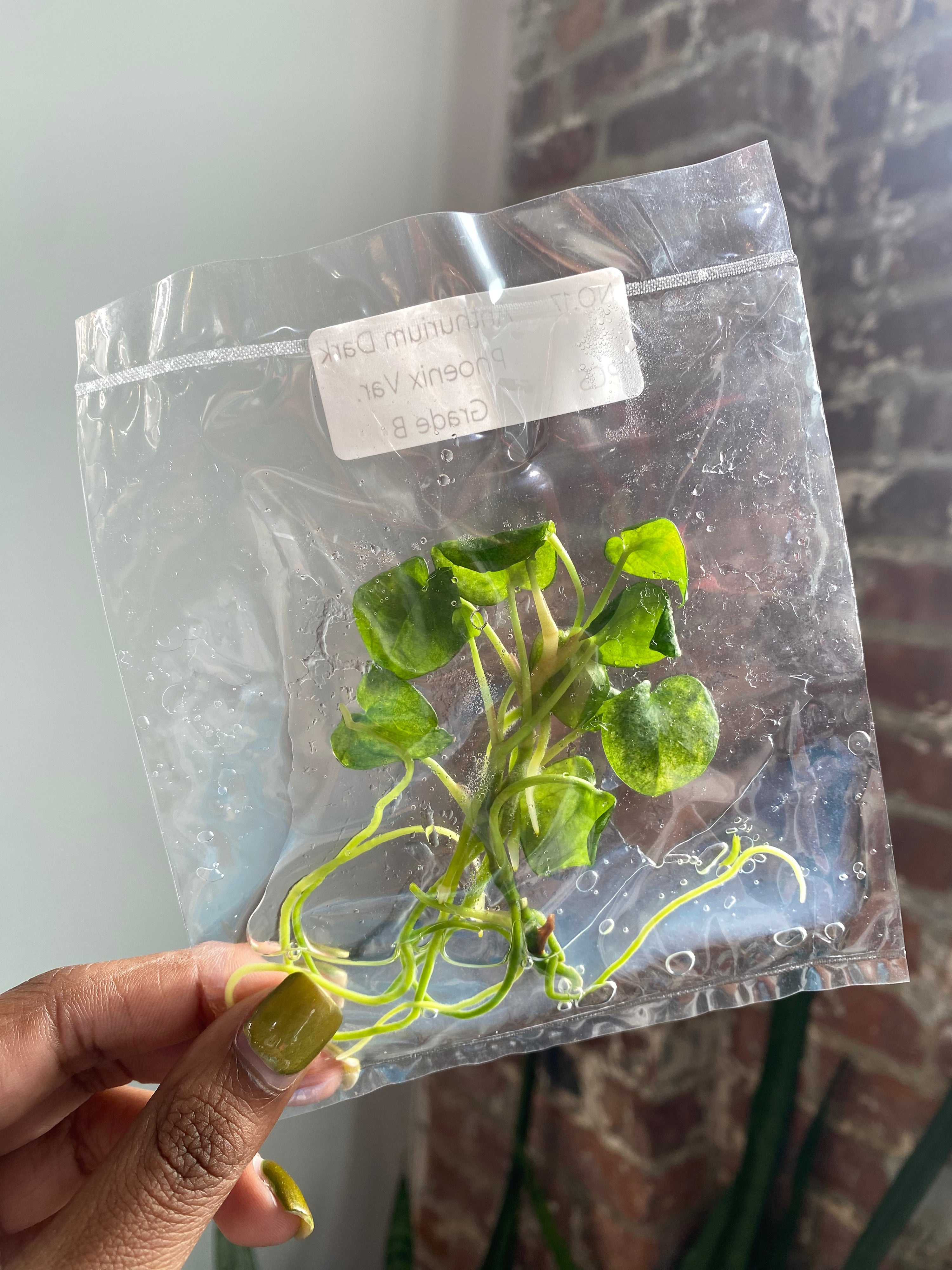 Anthurium Dark Phoenix Var. (Grower’s Choice TCS)