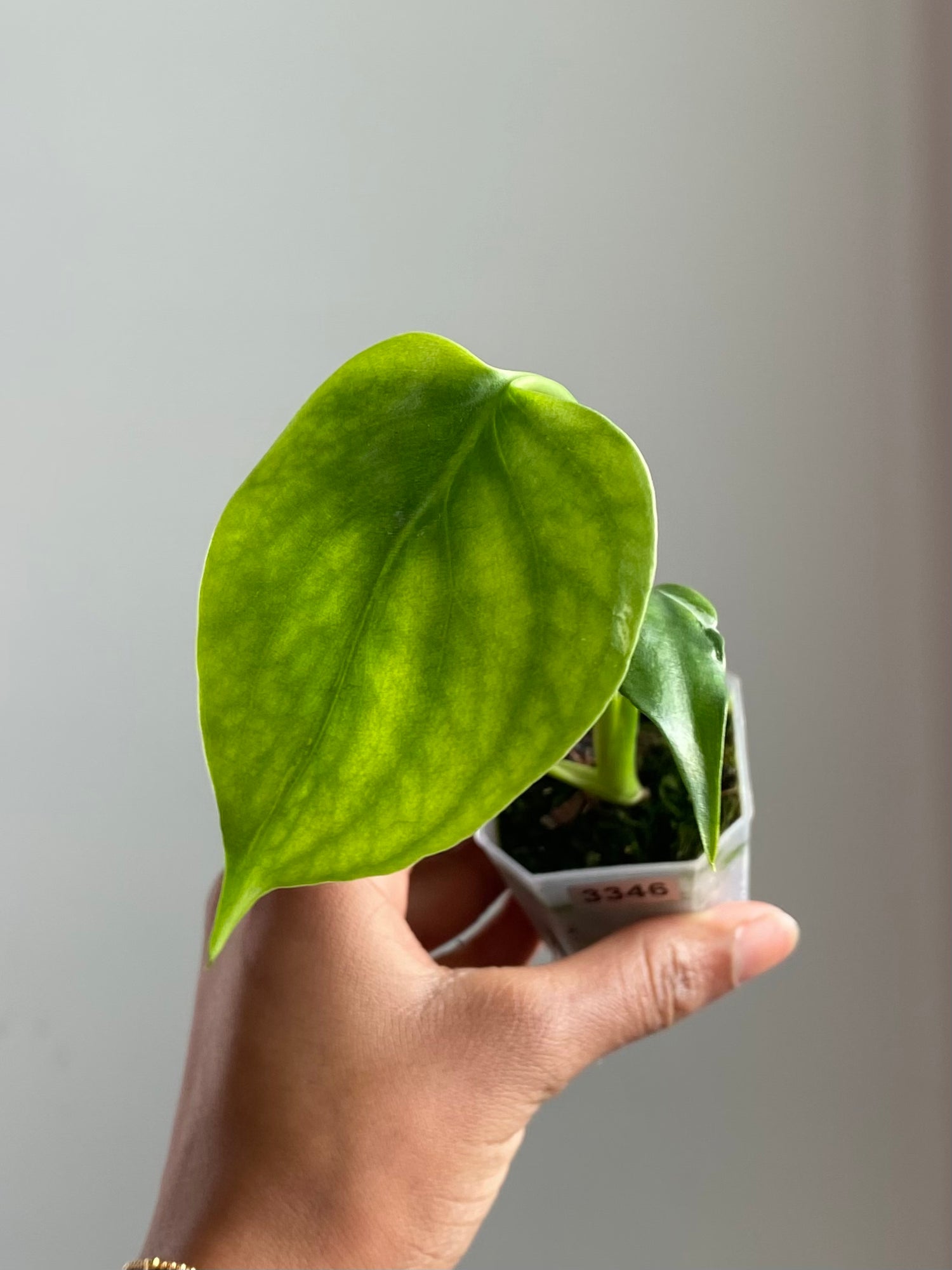 Monstera Electrolyte (Potted) 3346