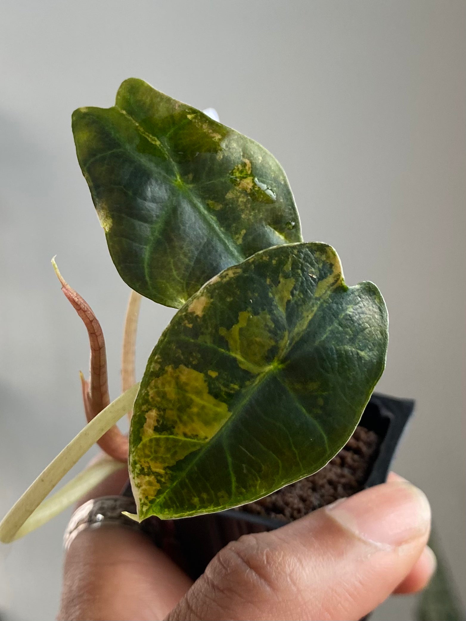 Alocasia Sanderiana Bull 3347
