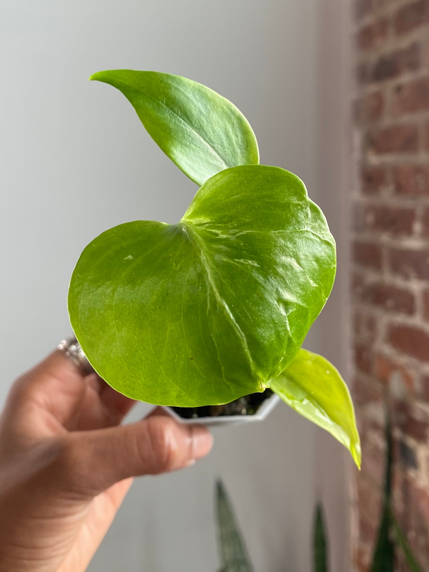 Monstera Electrolyte (Potted) 3345