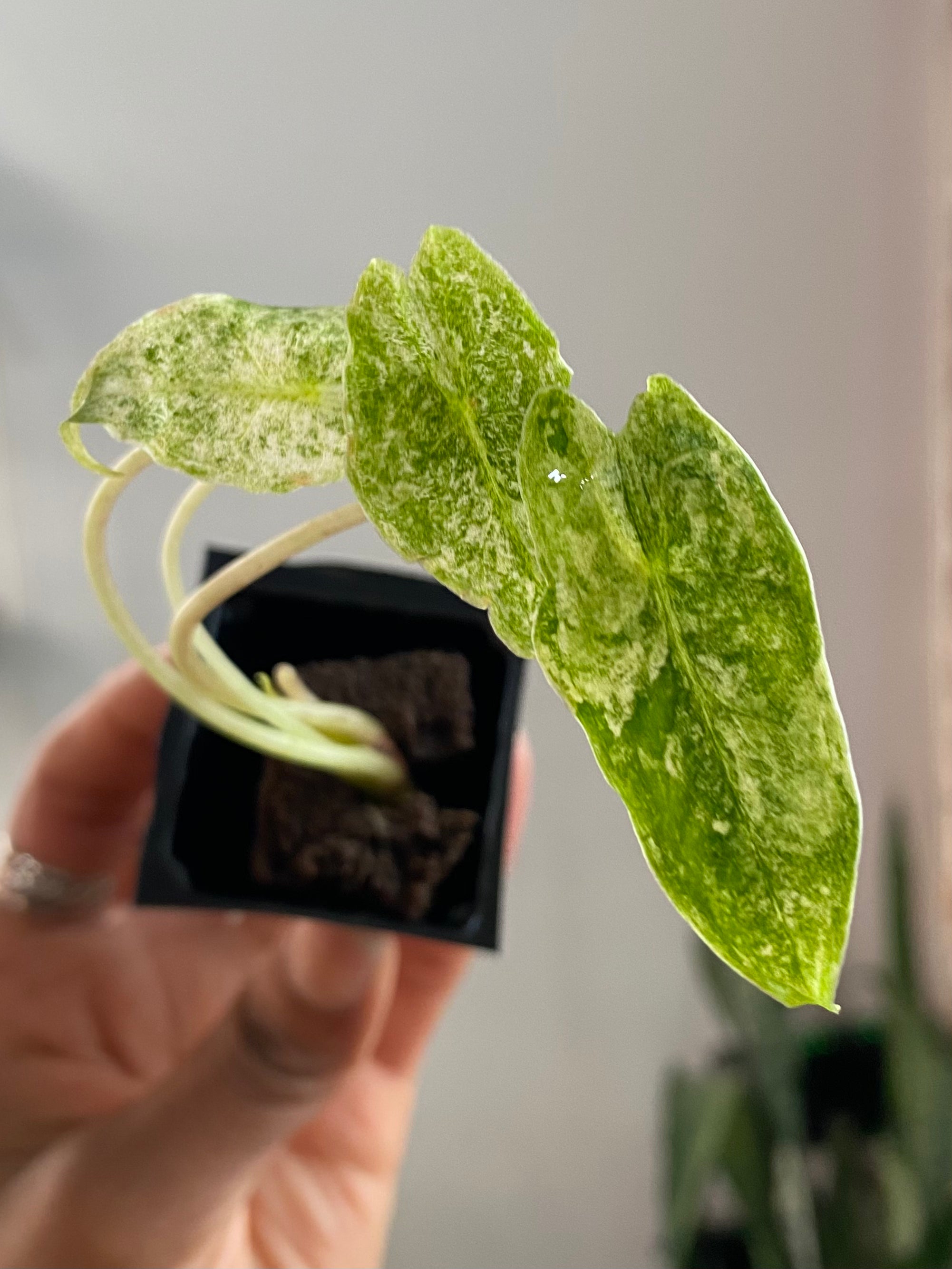 Alocasia Black Satun "Stardust" 3359