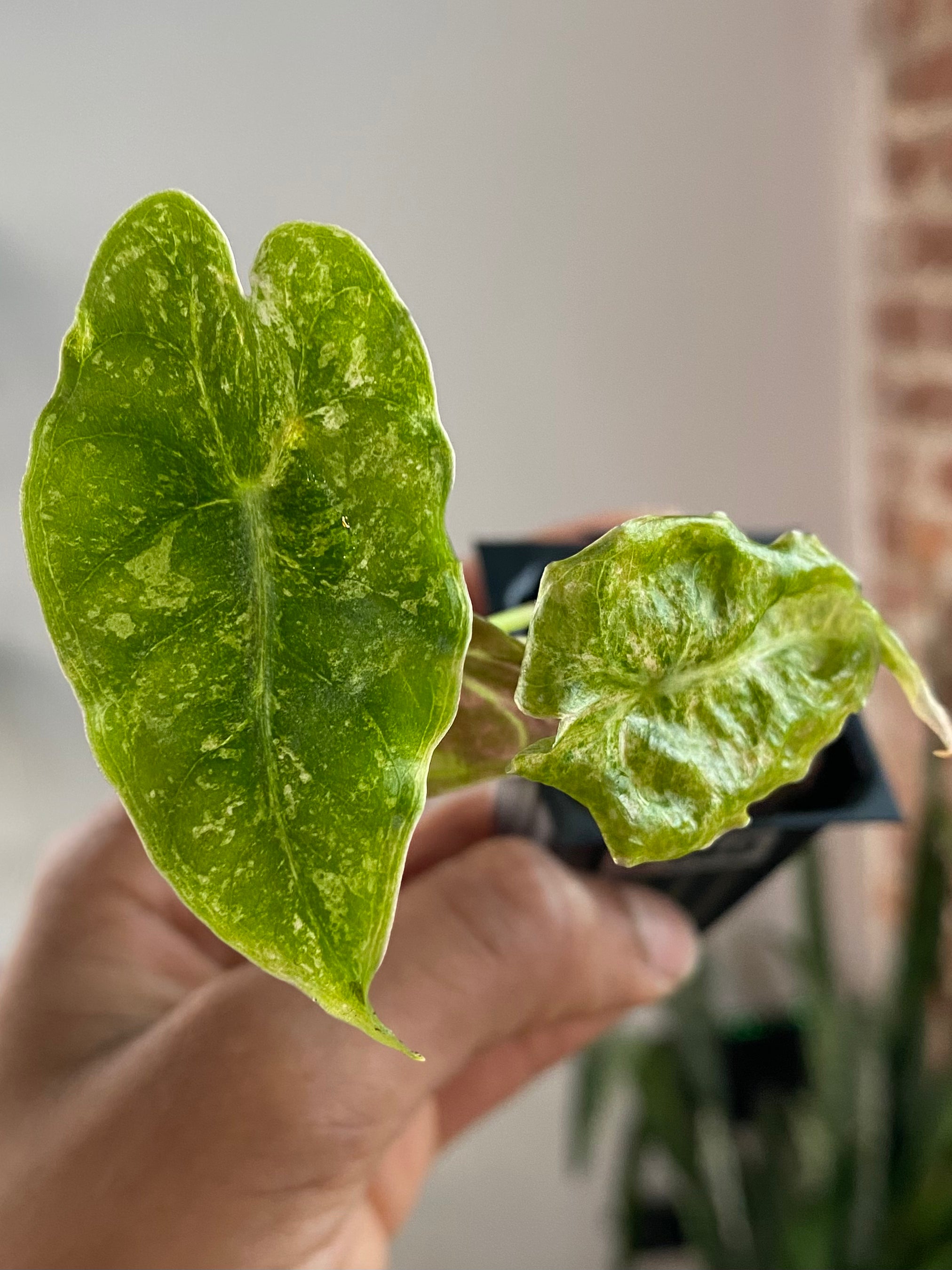Alocasia Black Satun "Stardust" 3360
