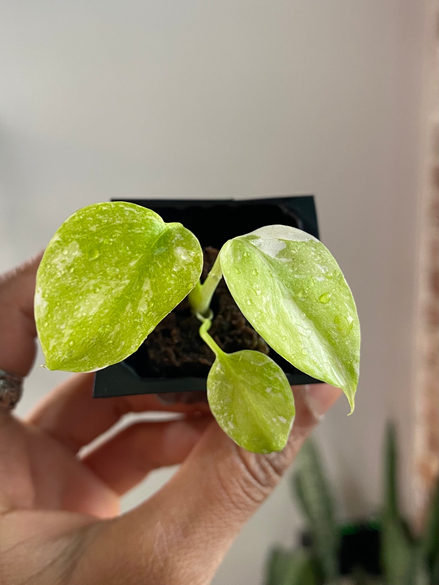 Monstera Legacy 3365