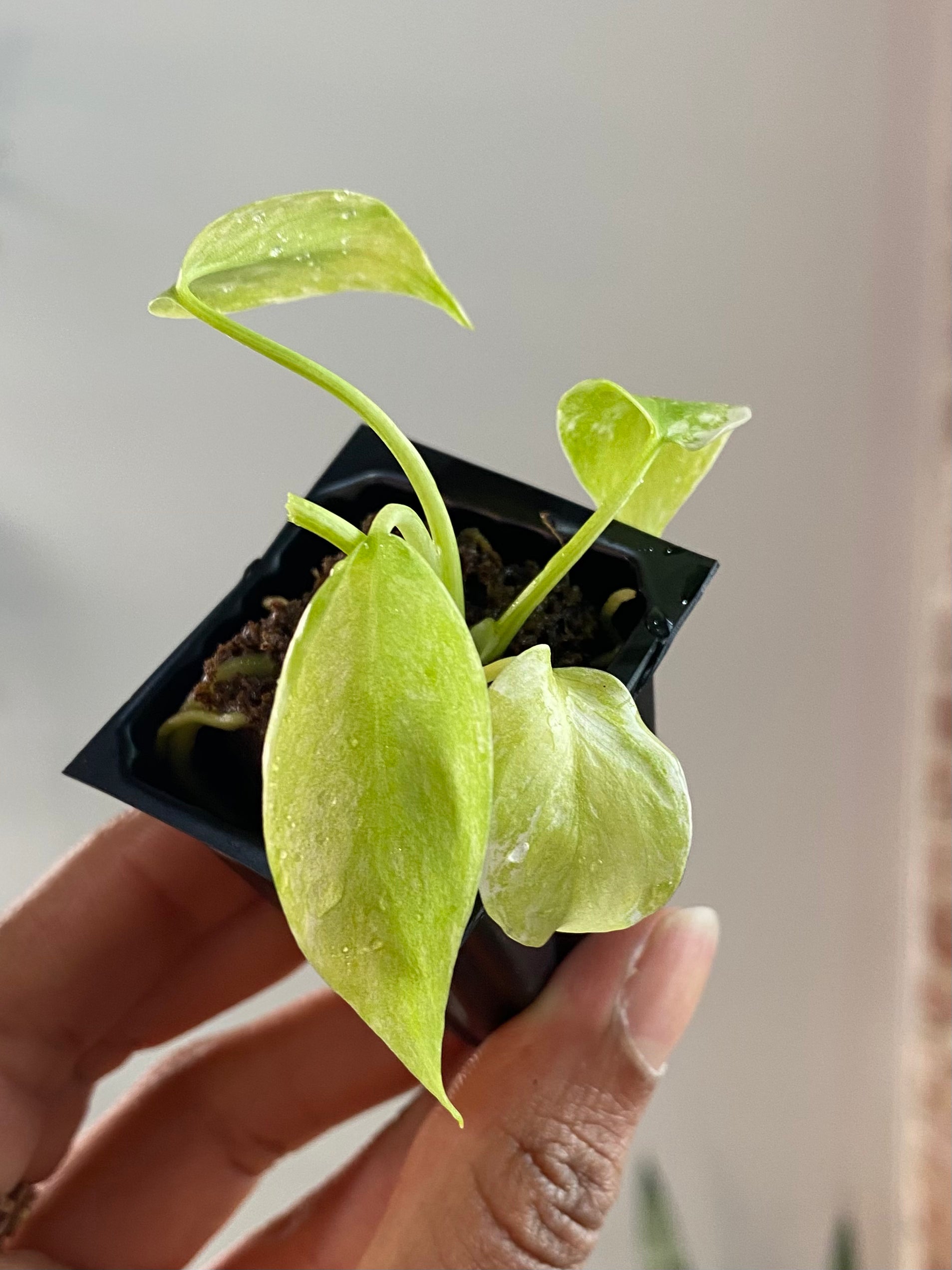 Monstera Legacy 3362