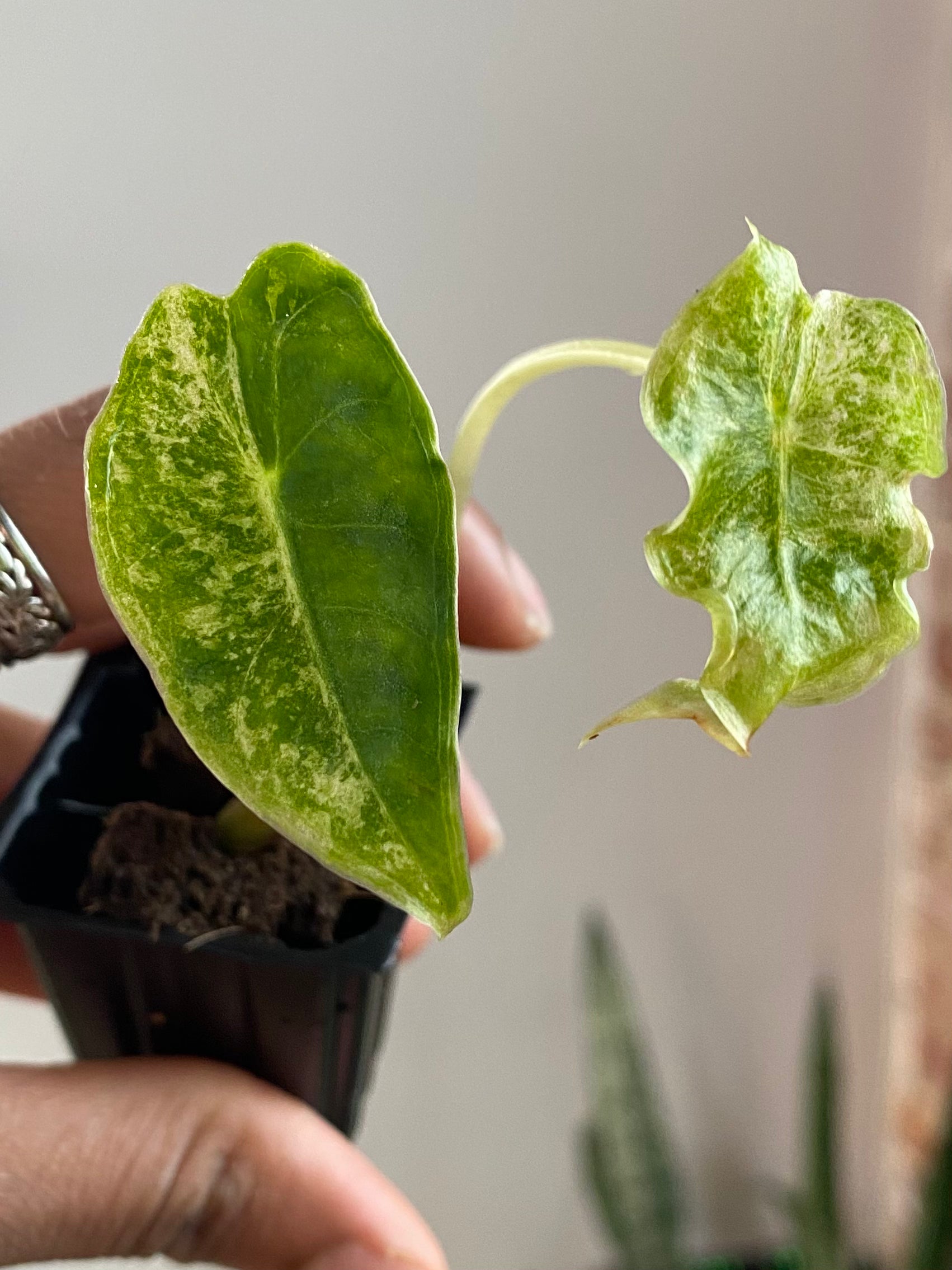 Alocasia Black Satun "Stardust" 3358