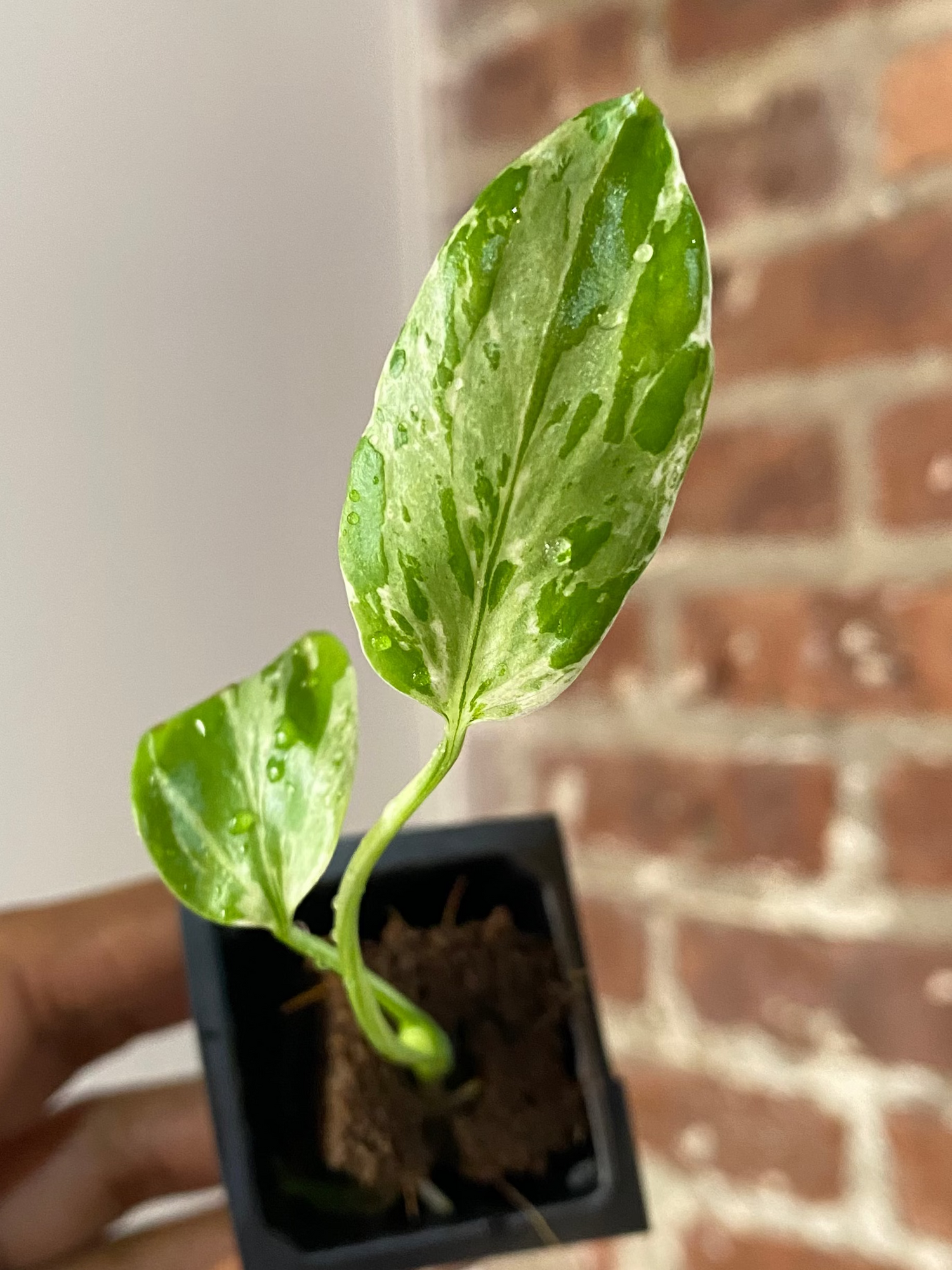 Monstera Bulbasaur 3350