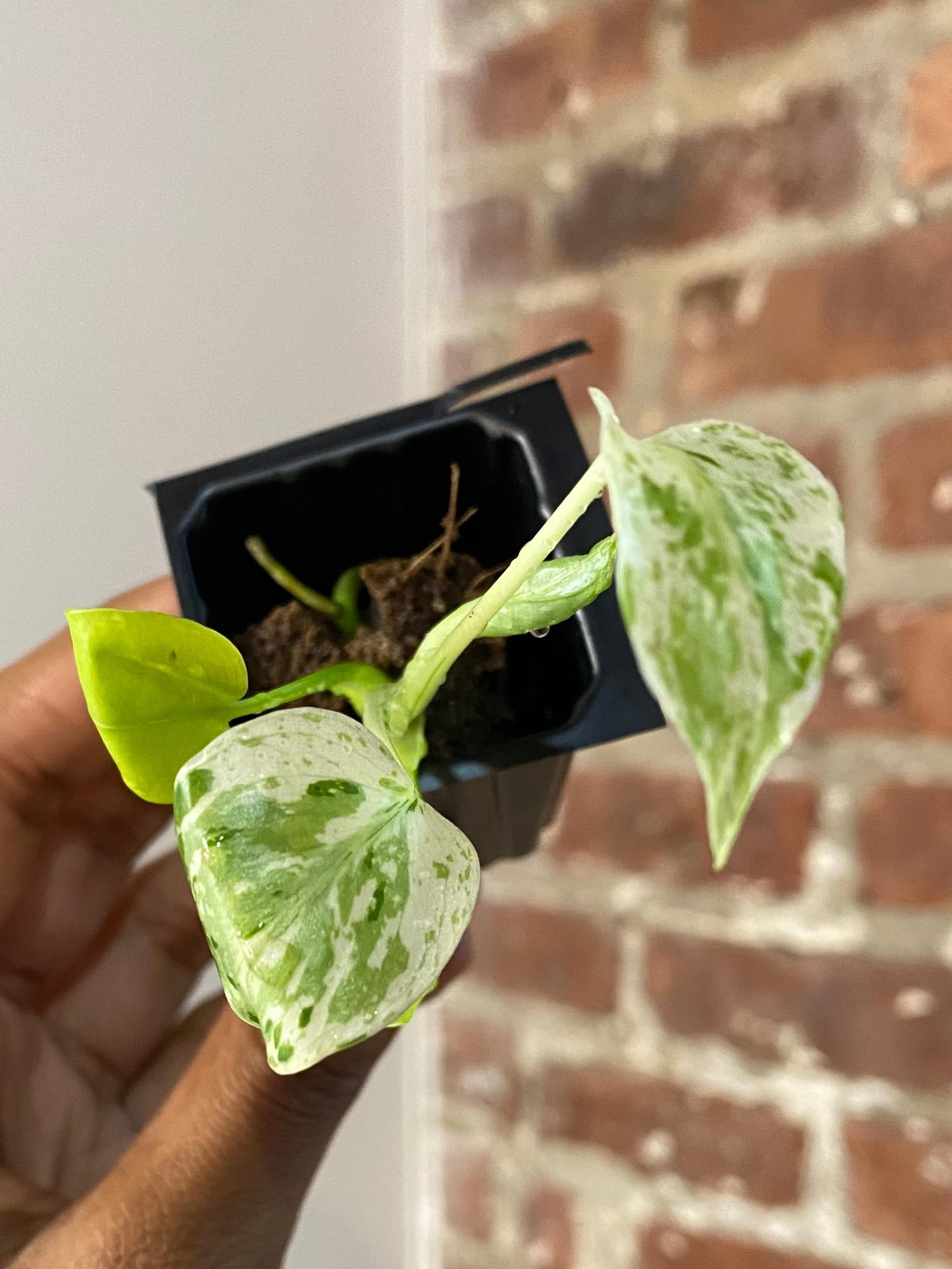 Monstera Bulbasaur 3351