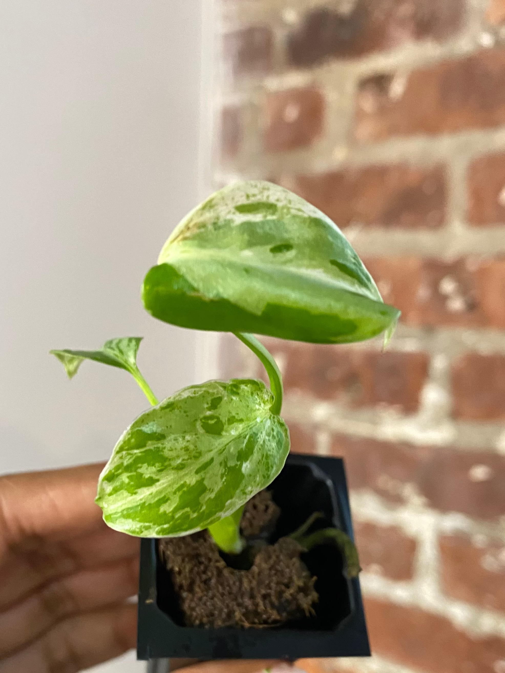 Monstera Bulbasaur 3353