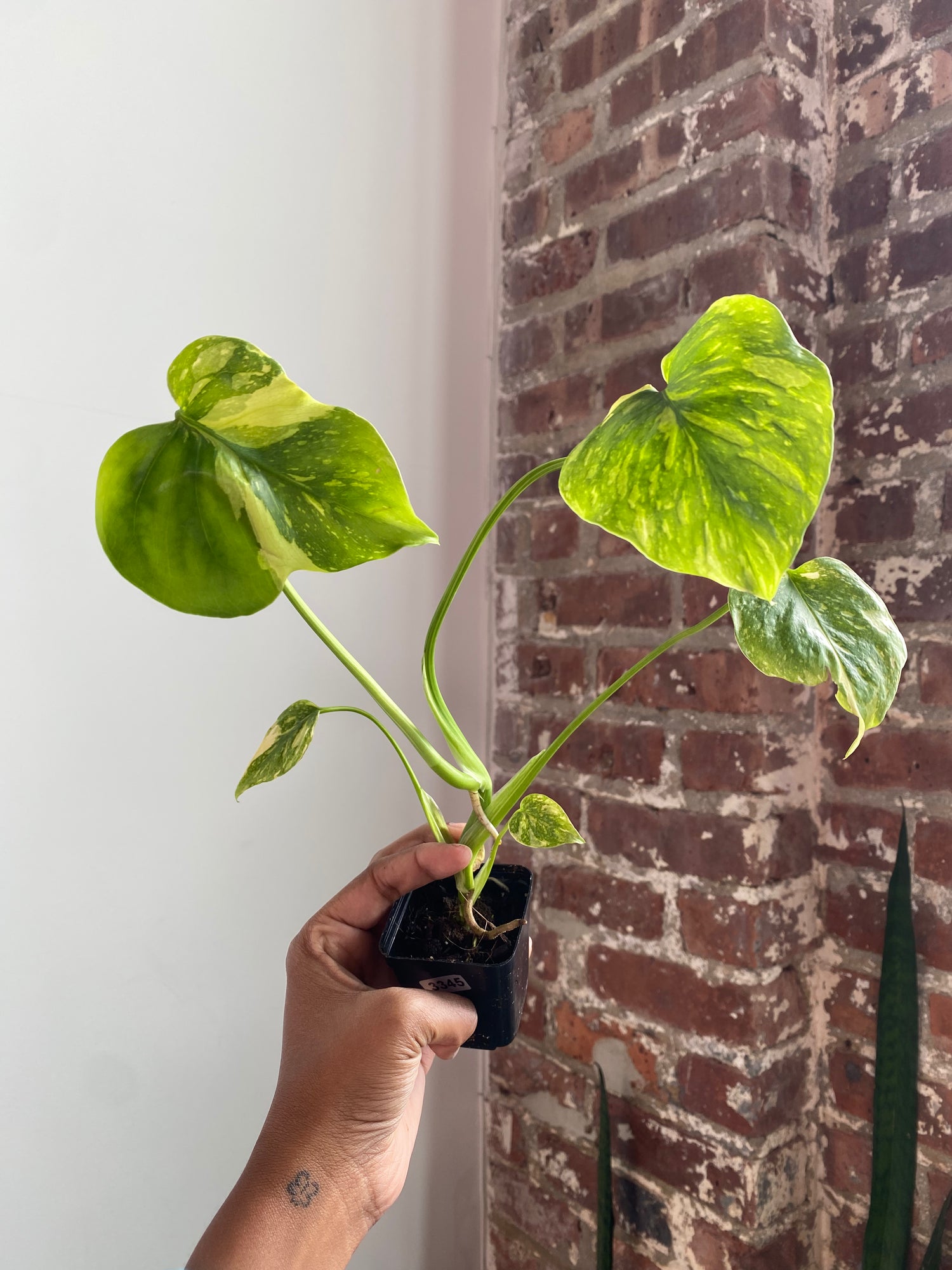Monstera Electrolyte (Potted) 3345