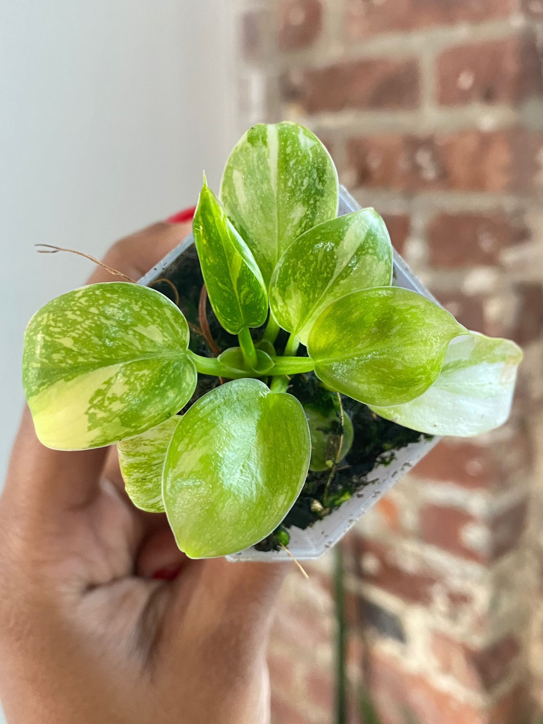 Philodendron Green Congo Nuclear Var.  Potted (Grower&