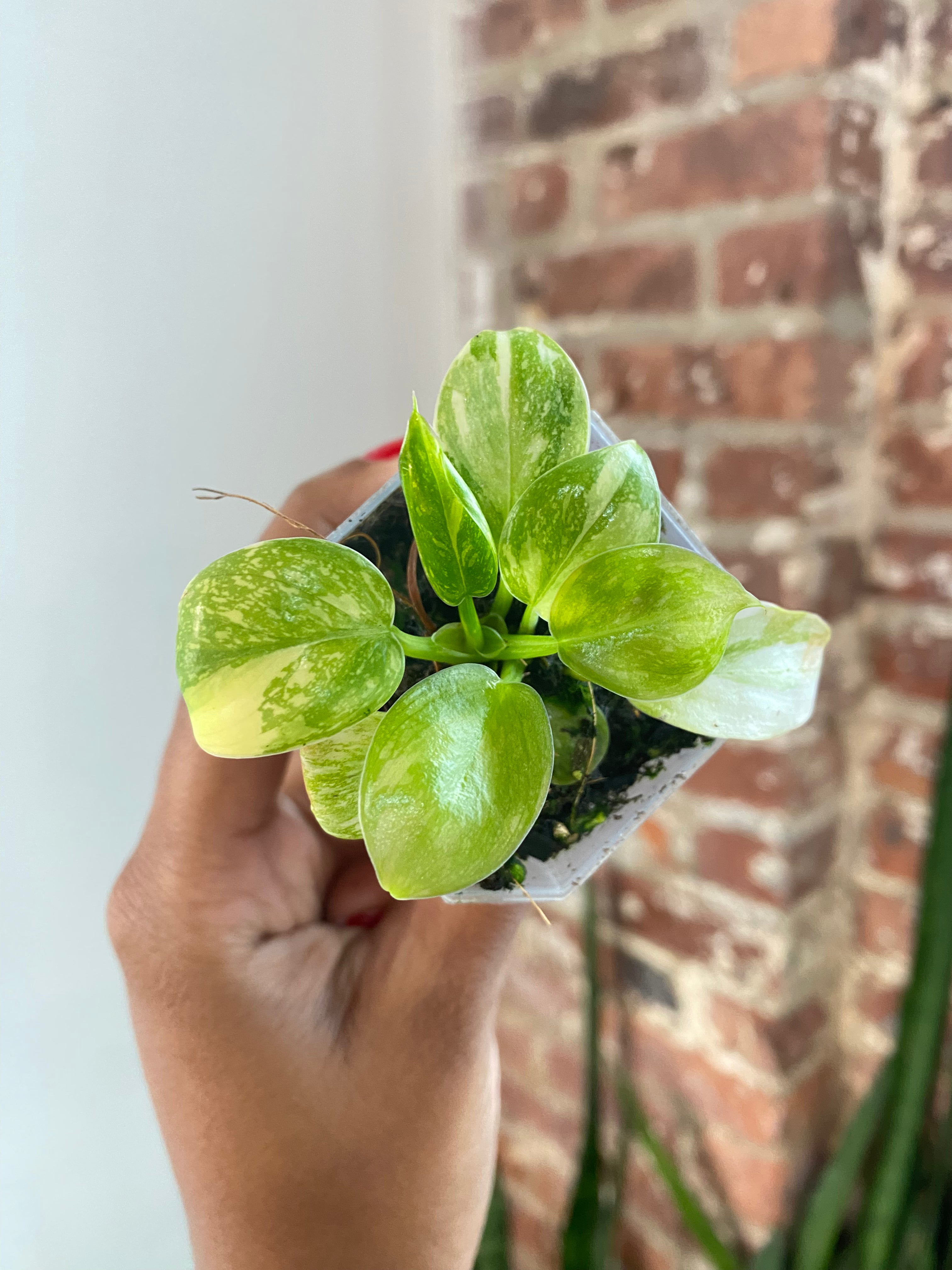 Philodendron Green Congo Nuclear Var.  Potted (Grower&