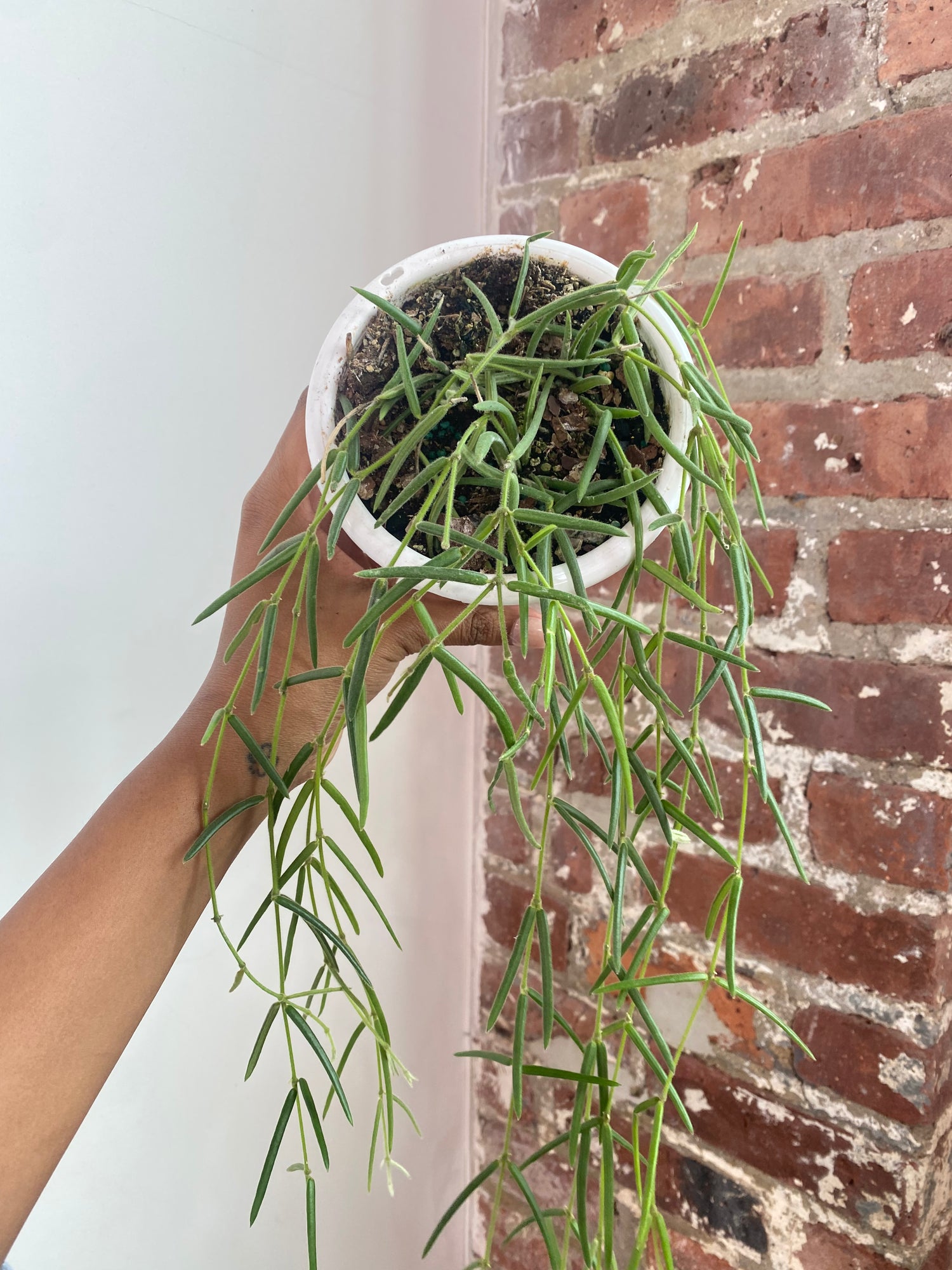 Hoya Linearis 4.5” Hanging Basket Potted (Growers Choice)