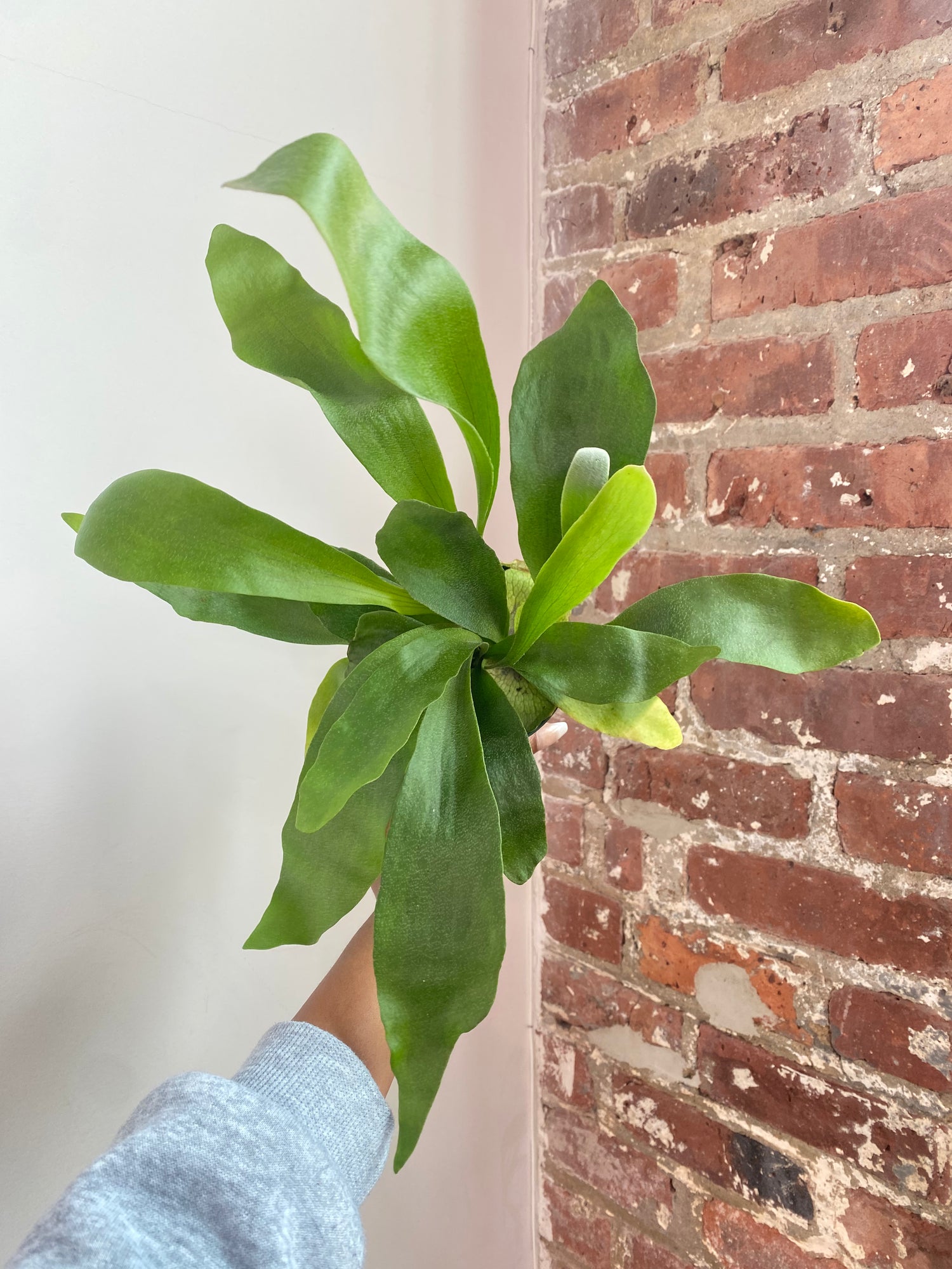 Fern Staghorn 4” Potted (Growers Choice)