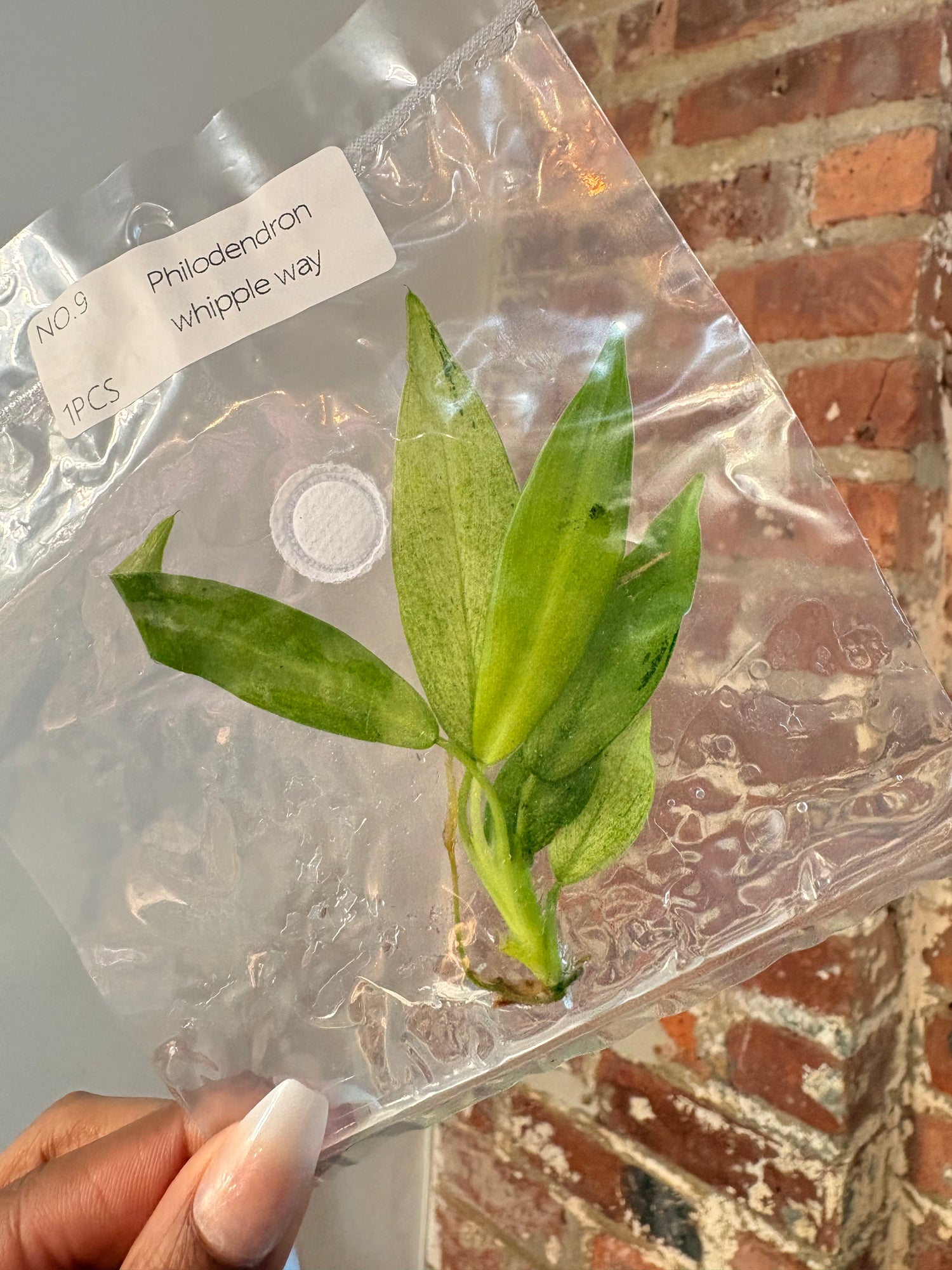 Philodendron Whippie Way (Grower&