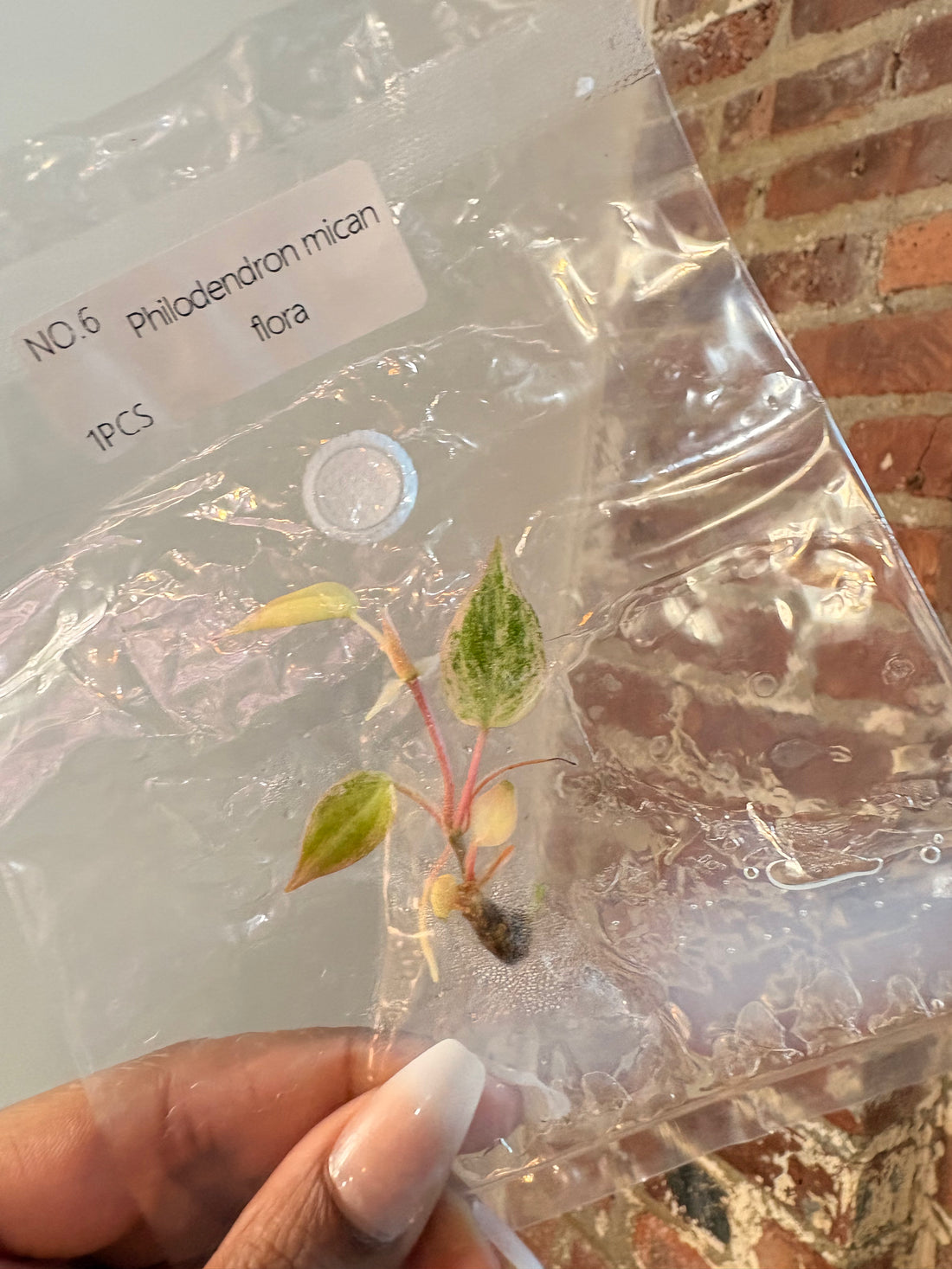 Philodendron Mican Flora (Grower&
