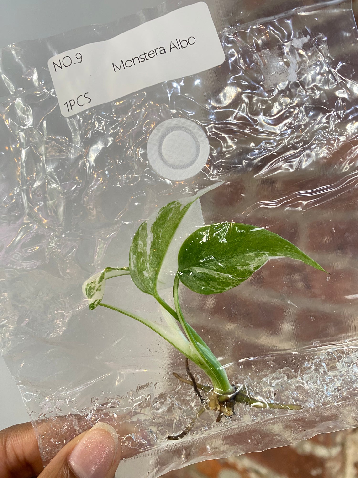 Monstera Albo (Grower&