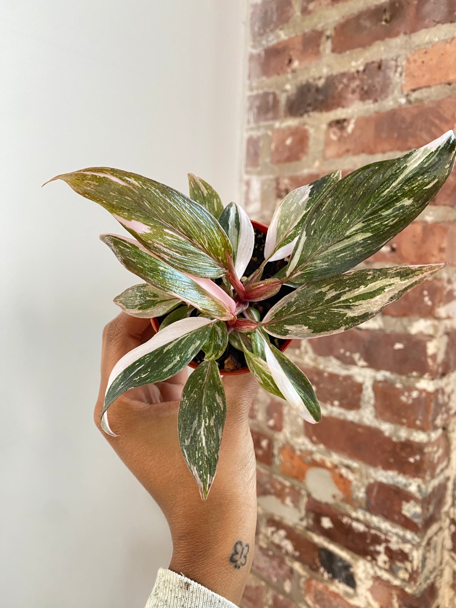 Philodendron Pink Princess Galaxy 3” Pot (Grower’s Choice)