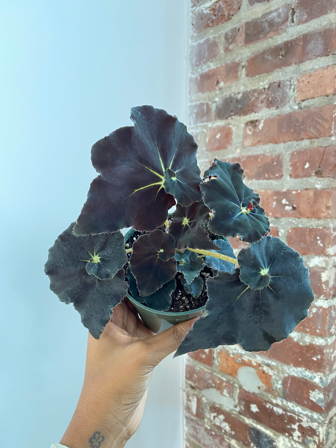 Begonia Rex ‘Noir’ 4in Potted (Grower&