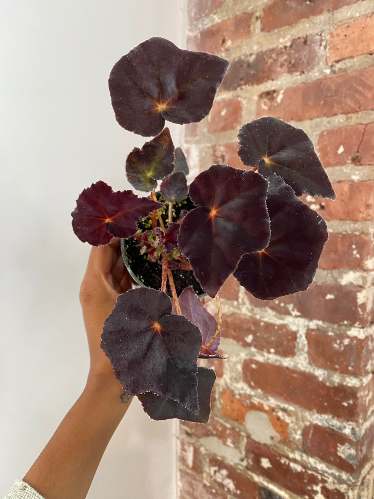 Begonia Rex ‘Noir’ 4in Potted (Grower&