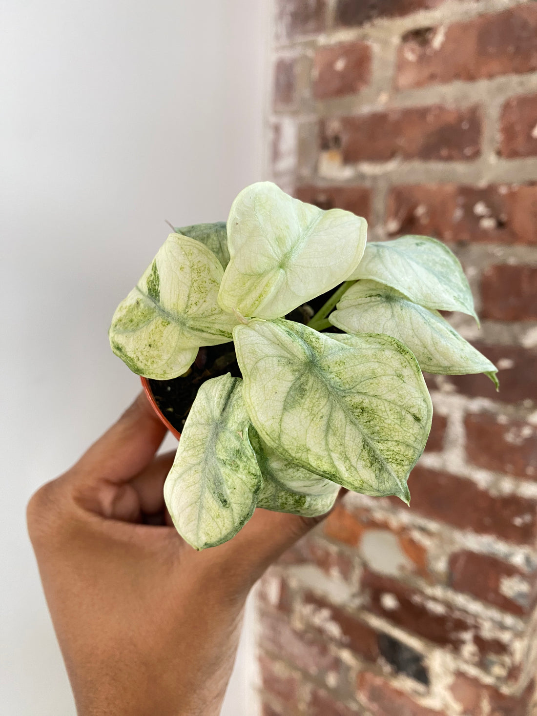 Alocasia Ninja Splash Tricolor 3” Pot (Grower’s Choice)