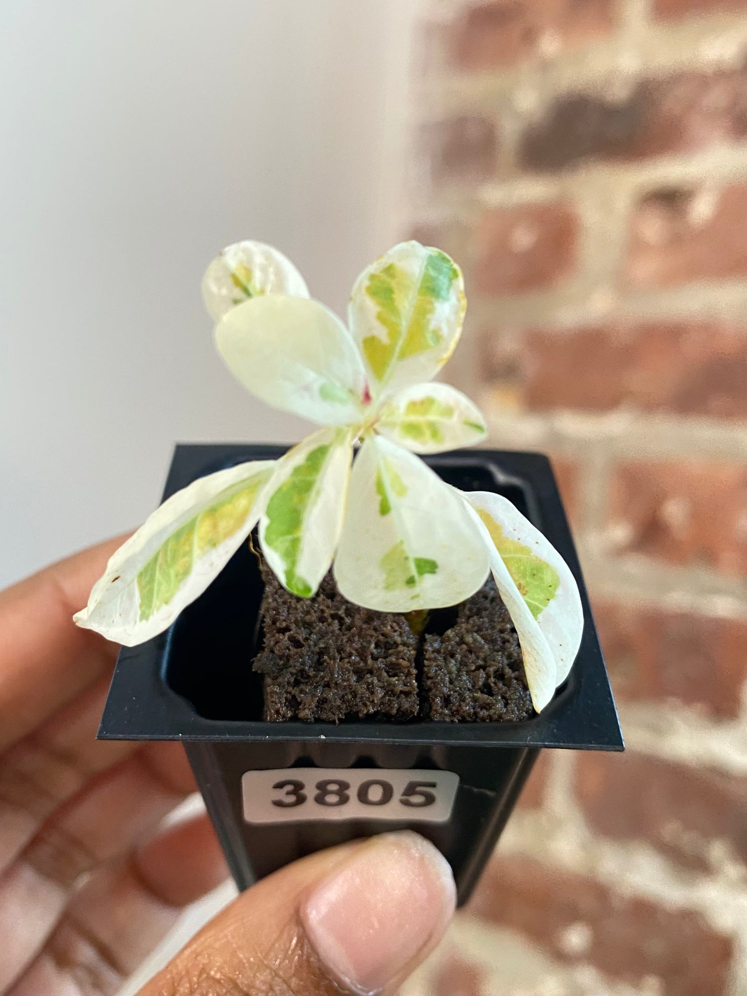Ficus Lyrata Var. Fiddle Leaf Fig 3805