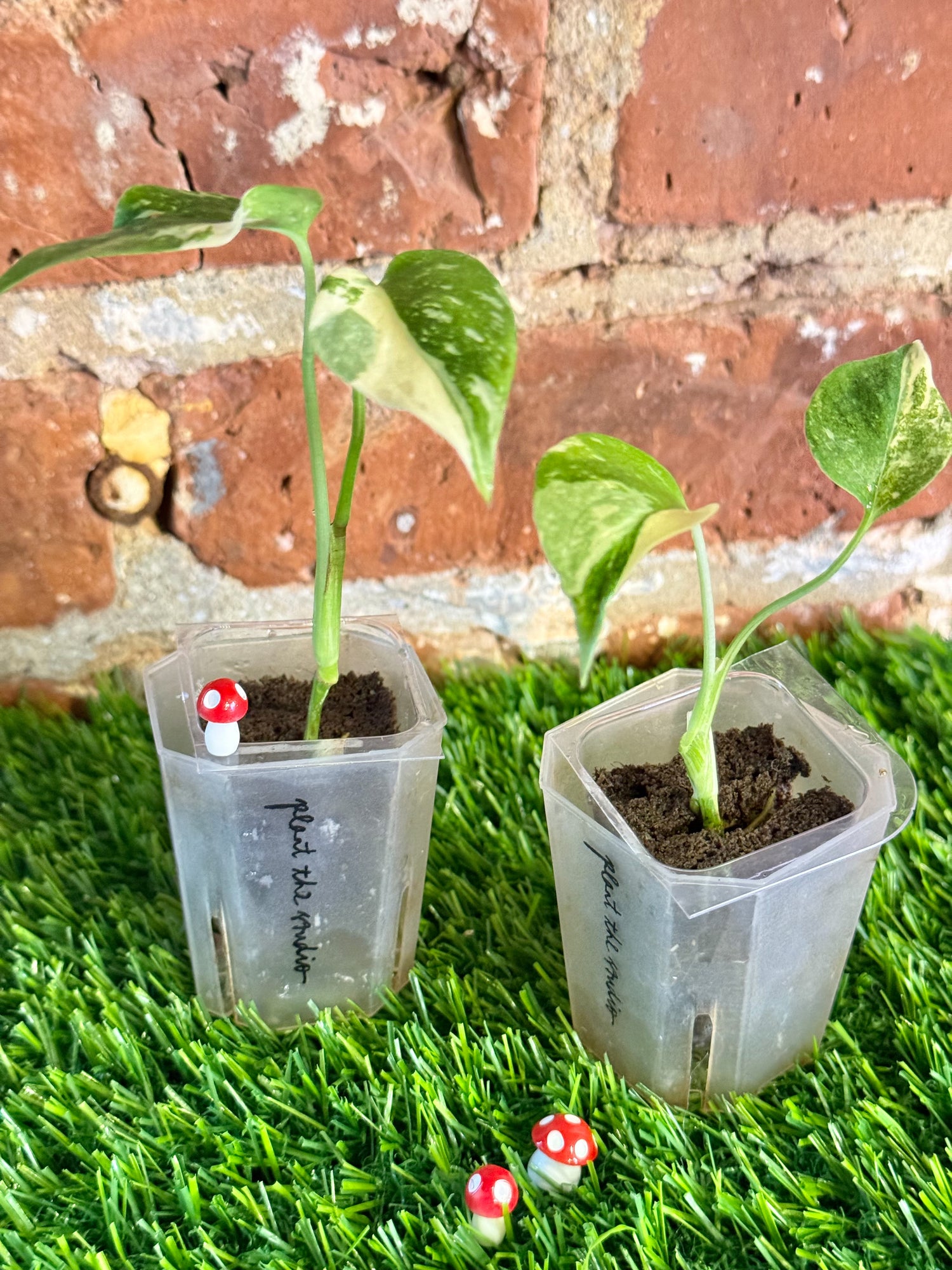 Pre-order Monstera Thai Constellation Plug Grower’s Choice