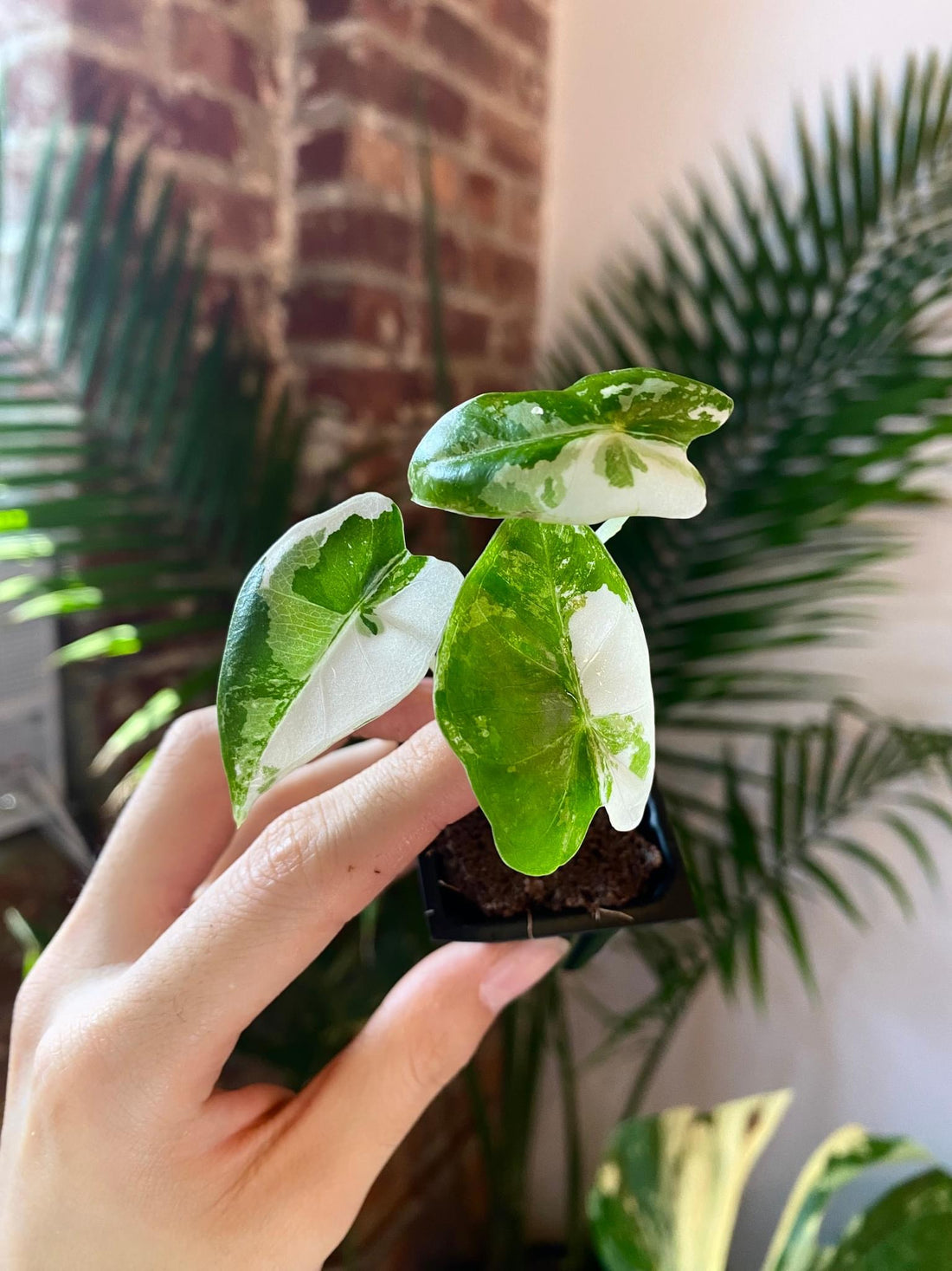 Alocasia Frydek Variegated