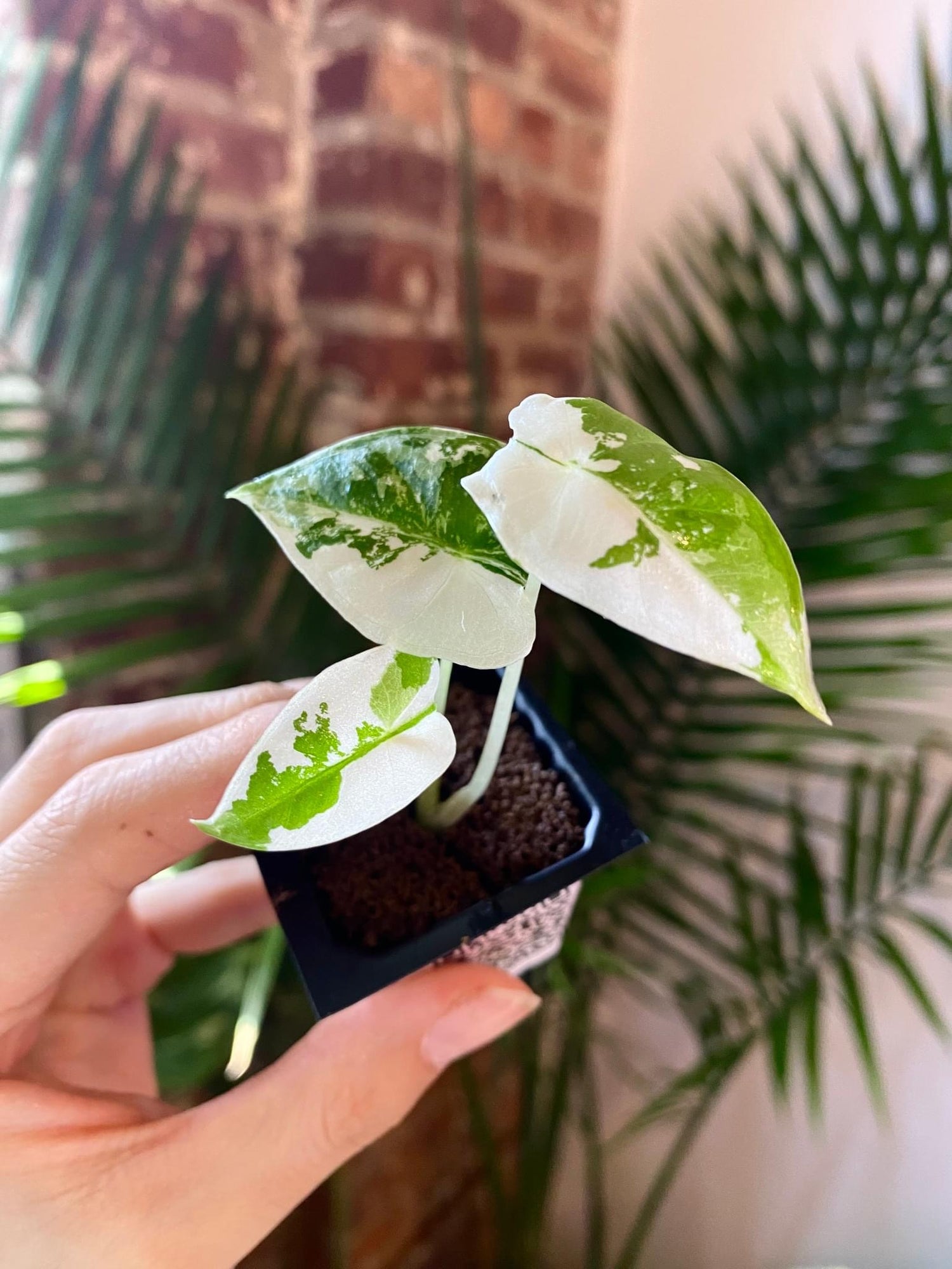 Alocasia Frydek Variegated