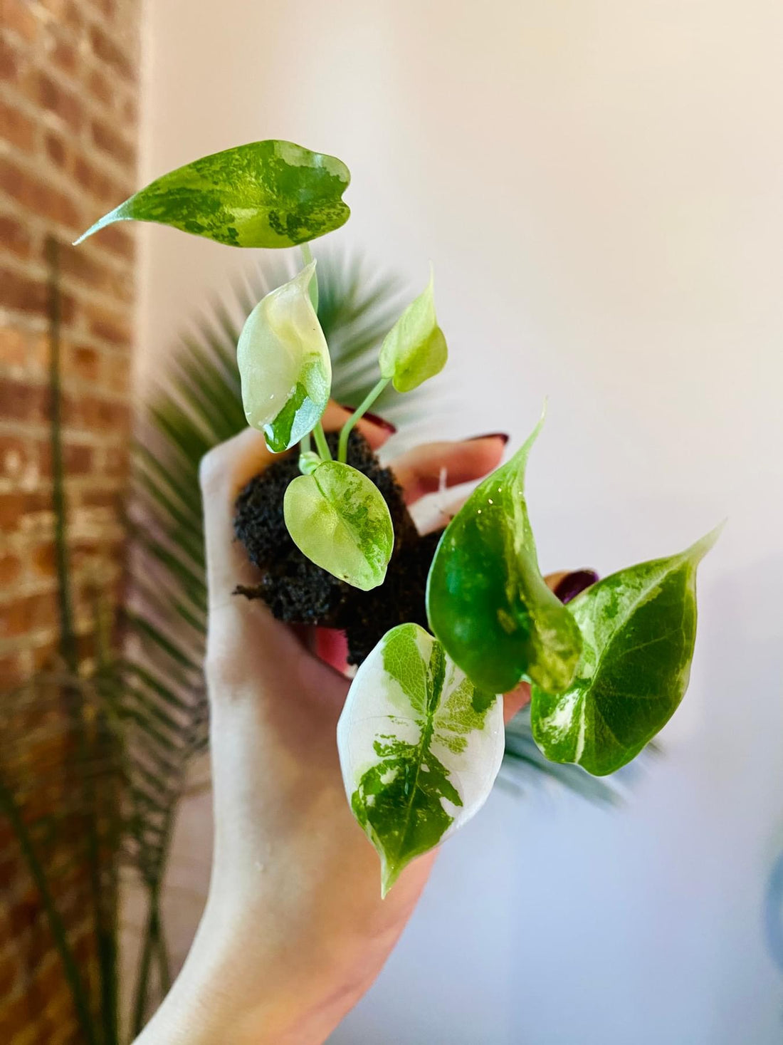 Alocasia Dragonscale Variegated (Grower&